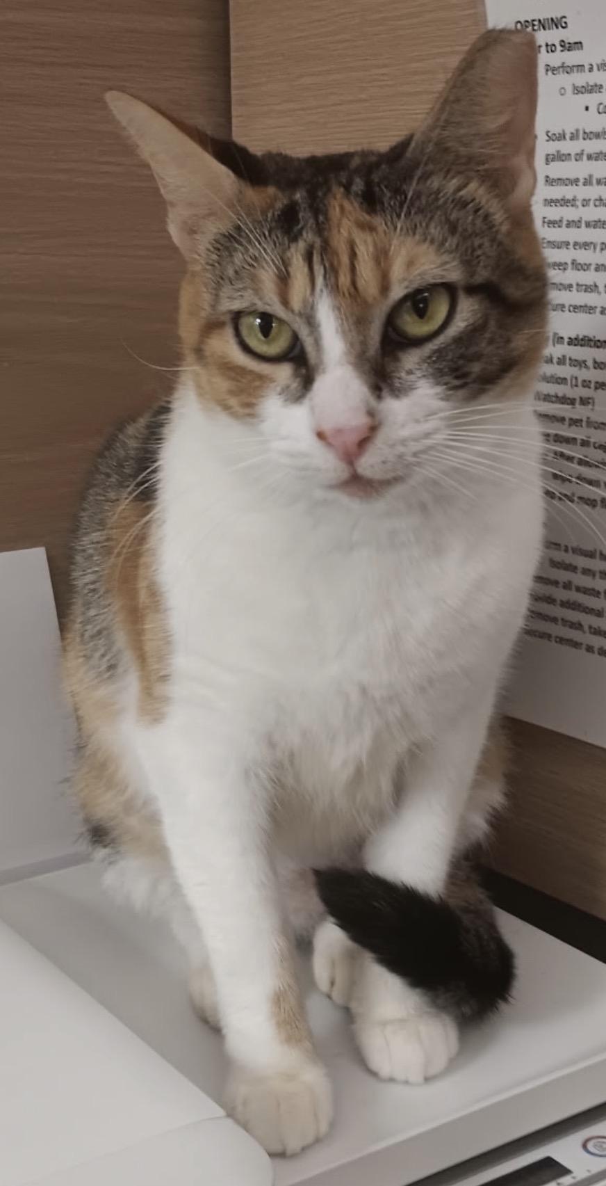 Enlarge Meadow and Amber, a ADOPTABLE Domestic Short Hair in Salem, NH image 4/5