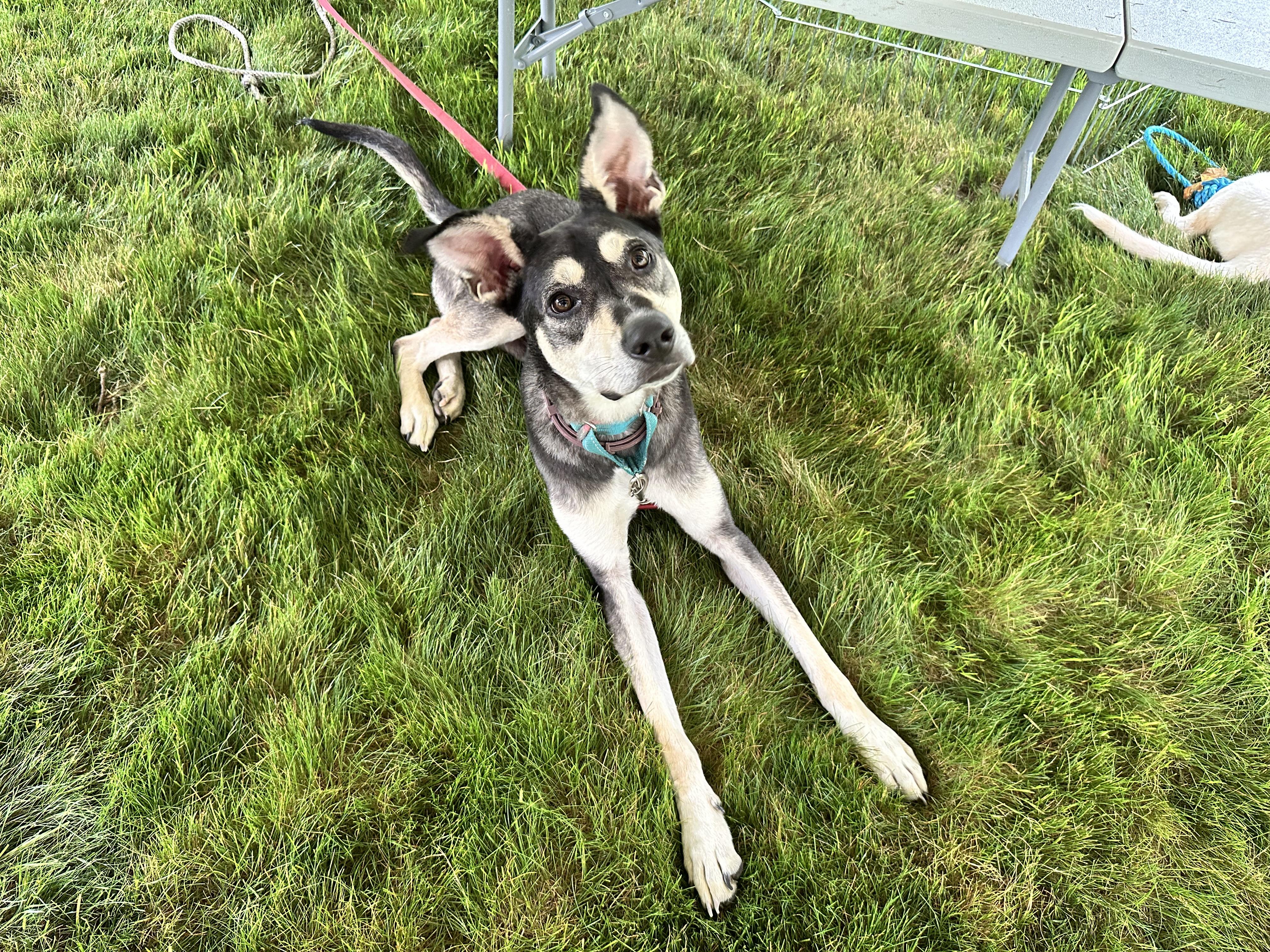 Enlarge Chase, a Adoptable mixed breed in Brunswick, ME image 1/4