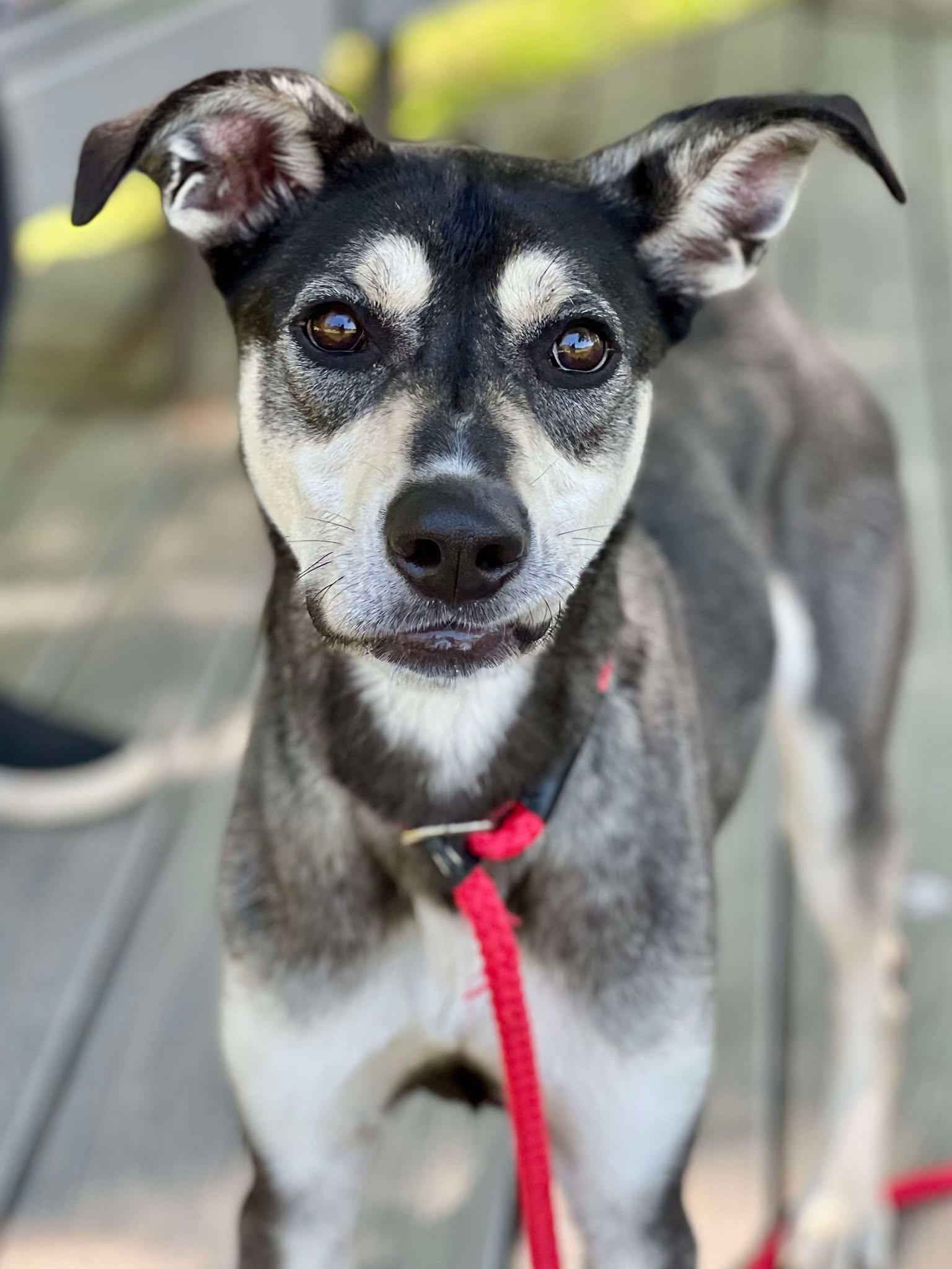 Enlarge Chase, a Adoptable mixed breed in Brunswick, ME image 2/4