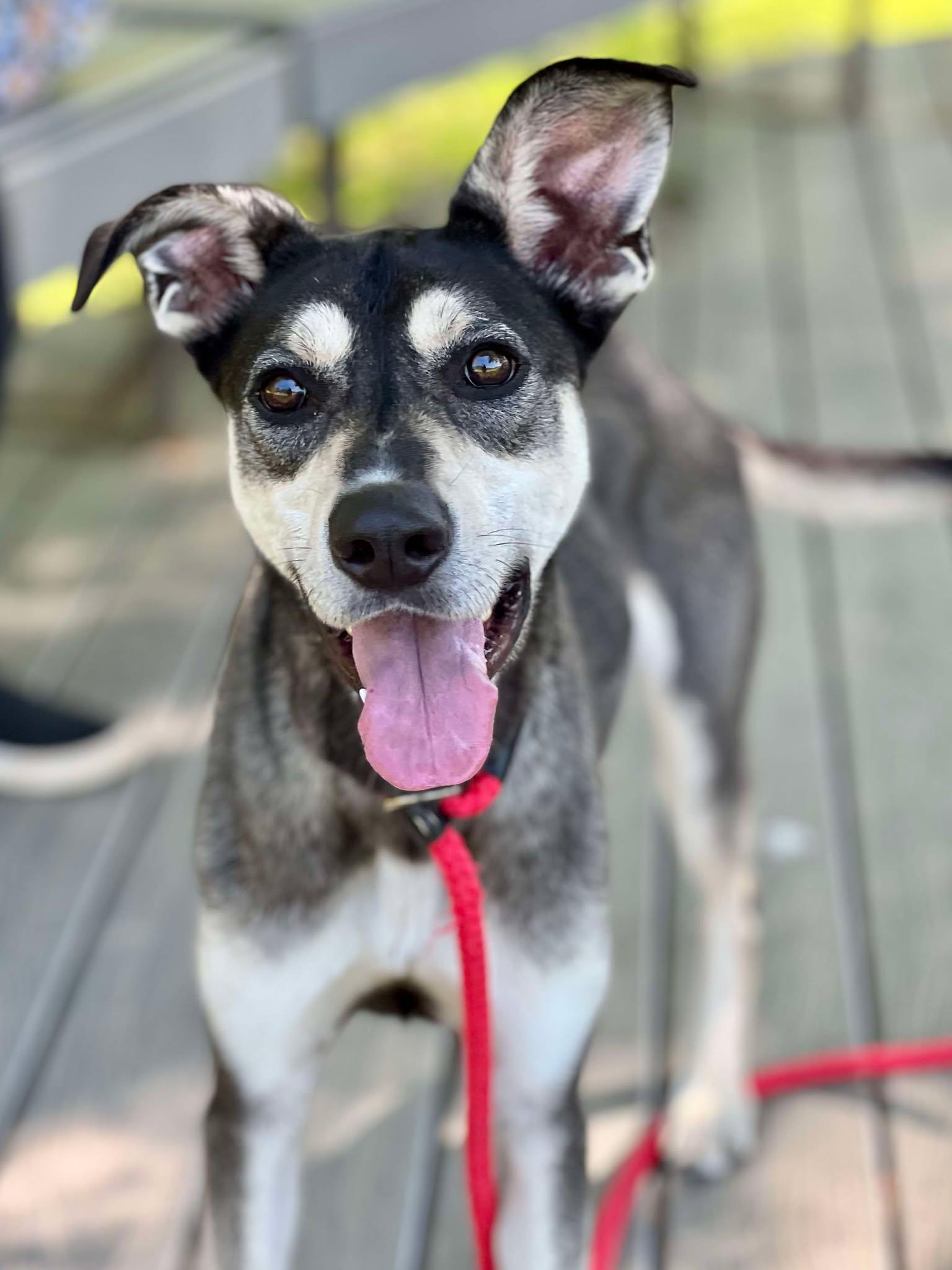 Enlarge Chase, a Adoptable mixed breed in Brunswick, ME image 3/4