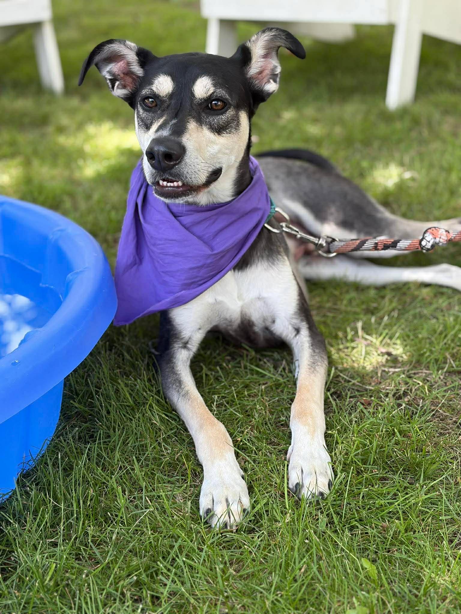 Chase, Adoptable, Young Male Shepherd & Husky.