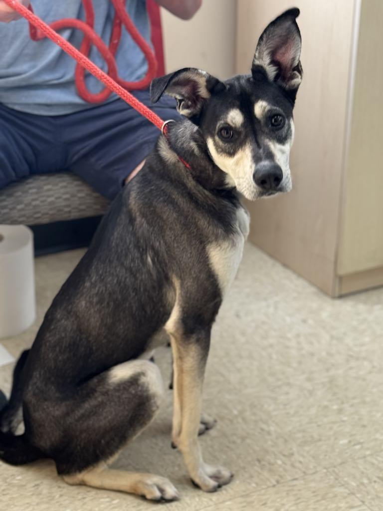 Enlarge Chase, a Adoptable mixed breed in Brunswick, ME image 4/4