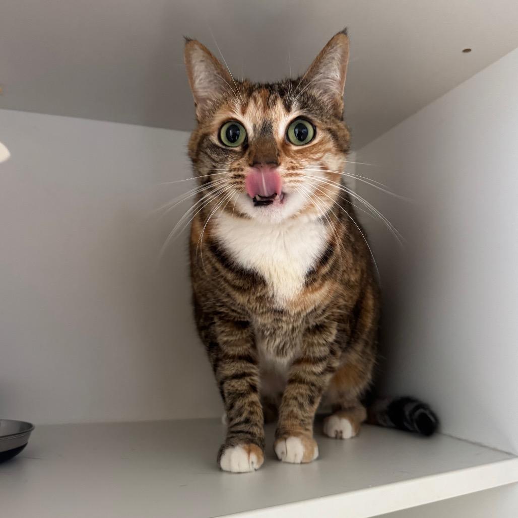 Evie, Adoptable, Senior Female Domestic Short Hair.