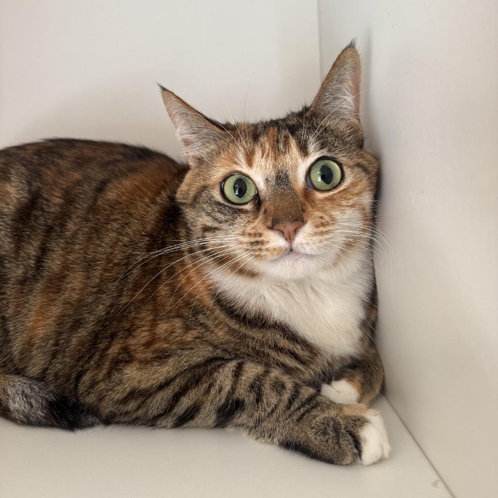 Enlarge Evie, a Adoptable Domestic Short Hair in Buellton, CA image 1/3