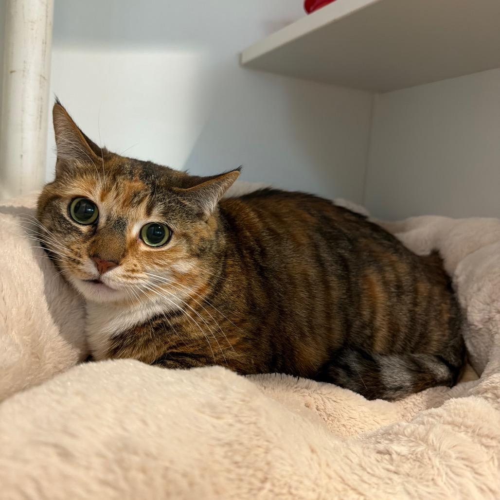 Enlarge Evie, a Adoptable Domestic Short Hair in Buellton, CA image 2/3