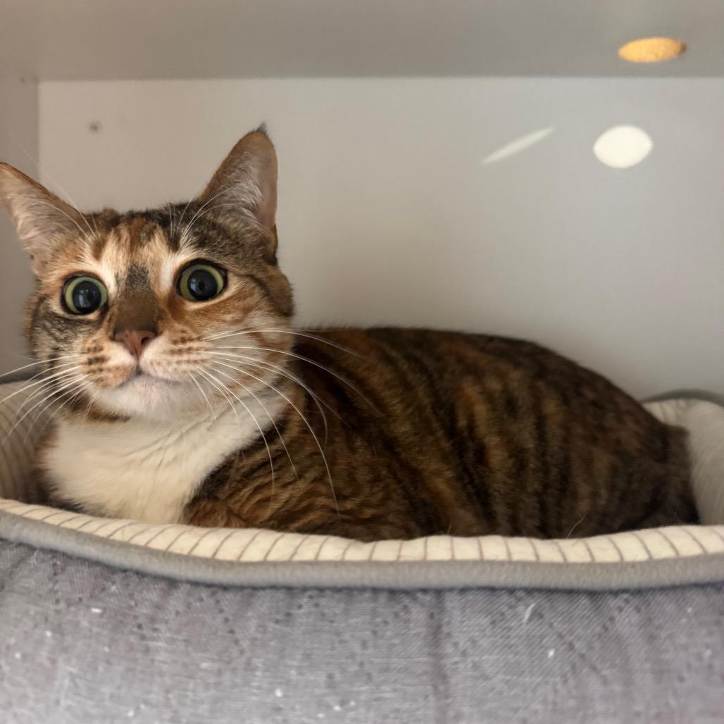 Enlarge Evie, a Adoptable Domestic Short Hair in Buellton, CA image 2/4