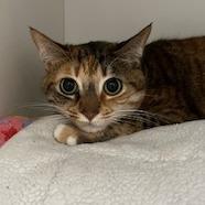 Enlarge Evie, a Adoptable Domestic Short Hair in Buellton, CA image 3/3