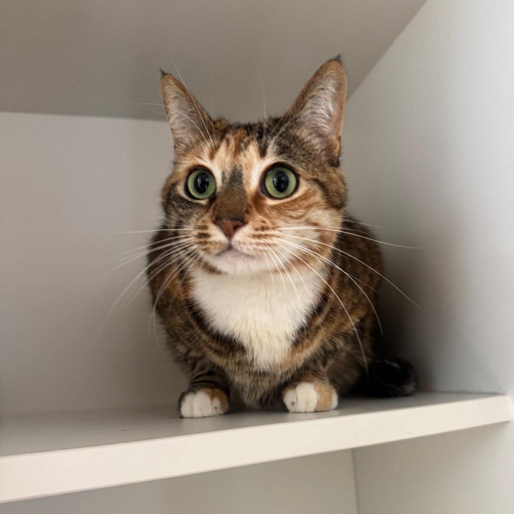 Enlarge Evie, a Adoptable Domestic Short Hair in Buellton, CA image 3/4