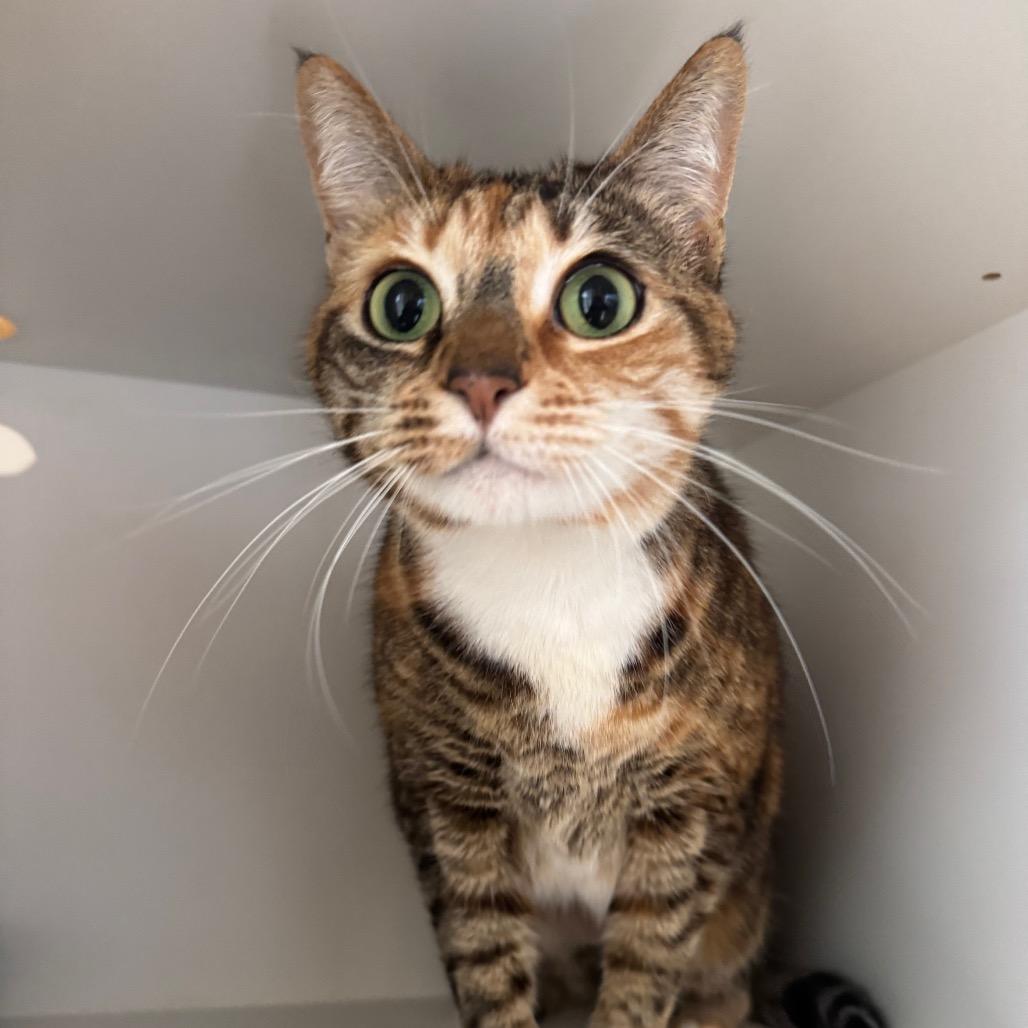 Enlarge Evie, a Adoptable Domestic Short Hair in Buellton, CA image 4/4