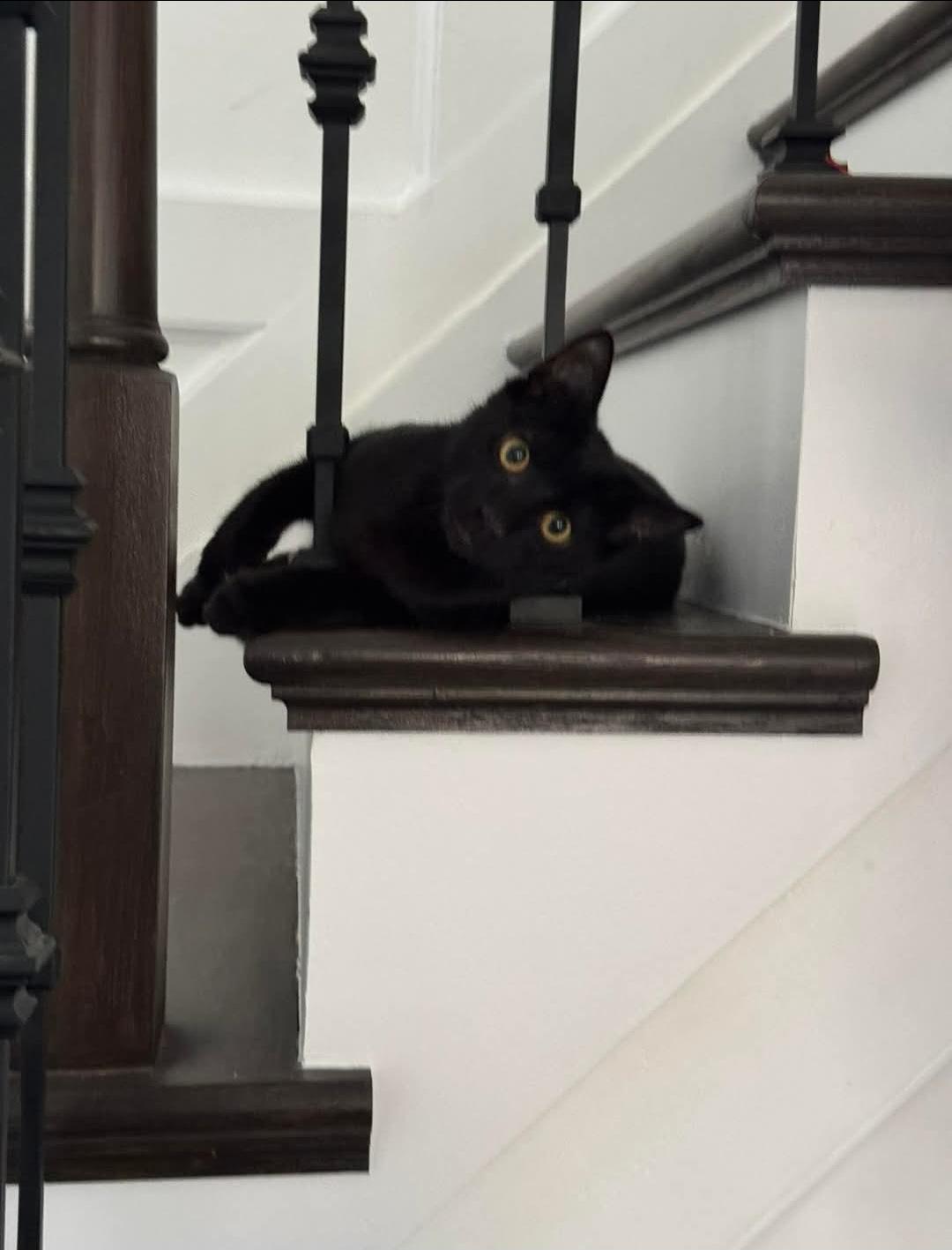 Jet, Adopted, Kitten Male Domestic Short Hair.