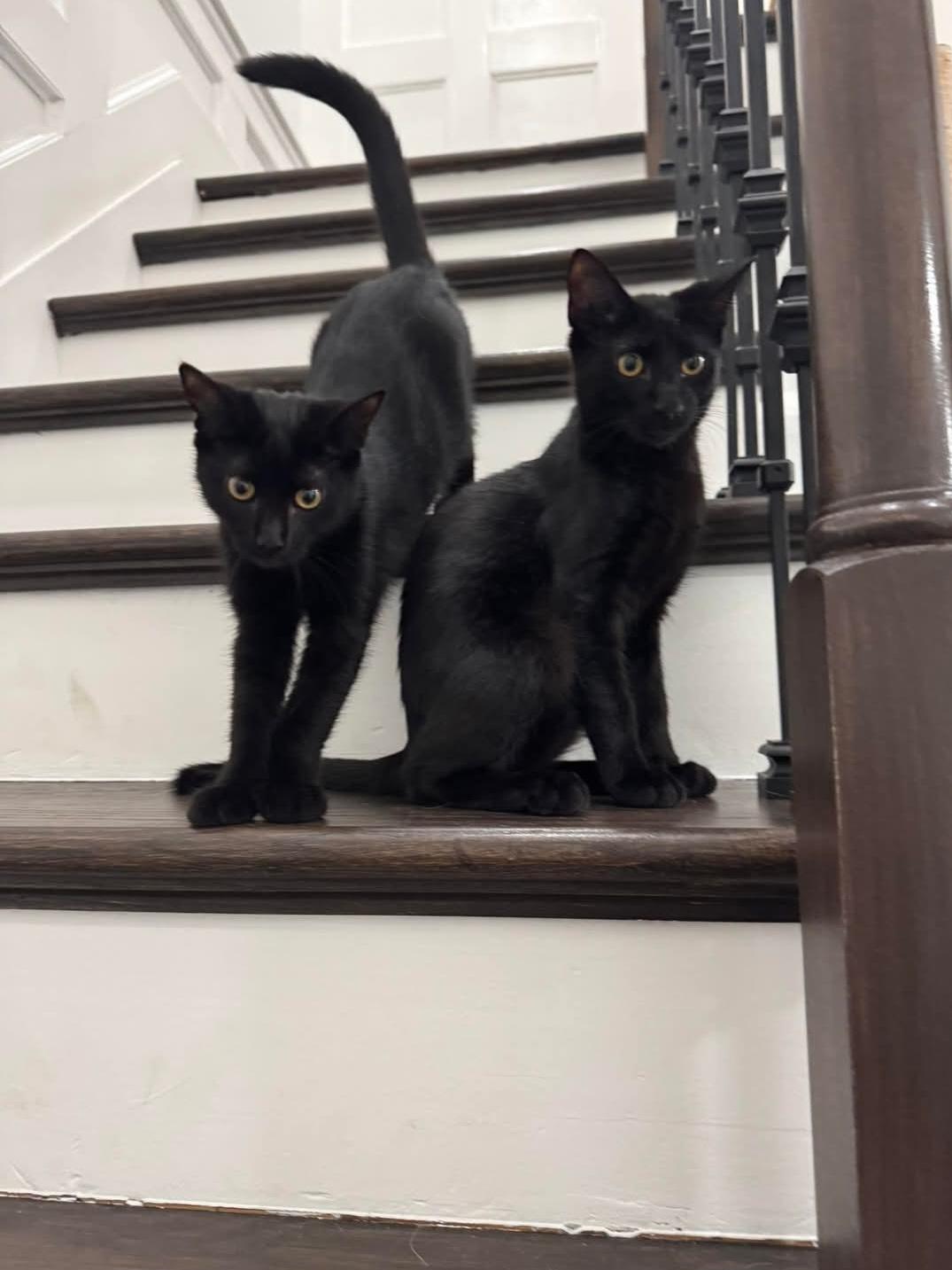 Enlarge Jet, a Adopted Domestic Short Hair in Staten Island, NY image 2/3