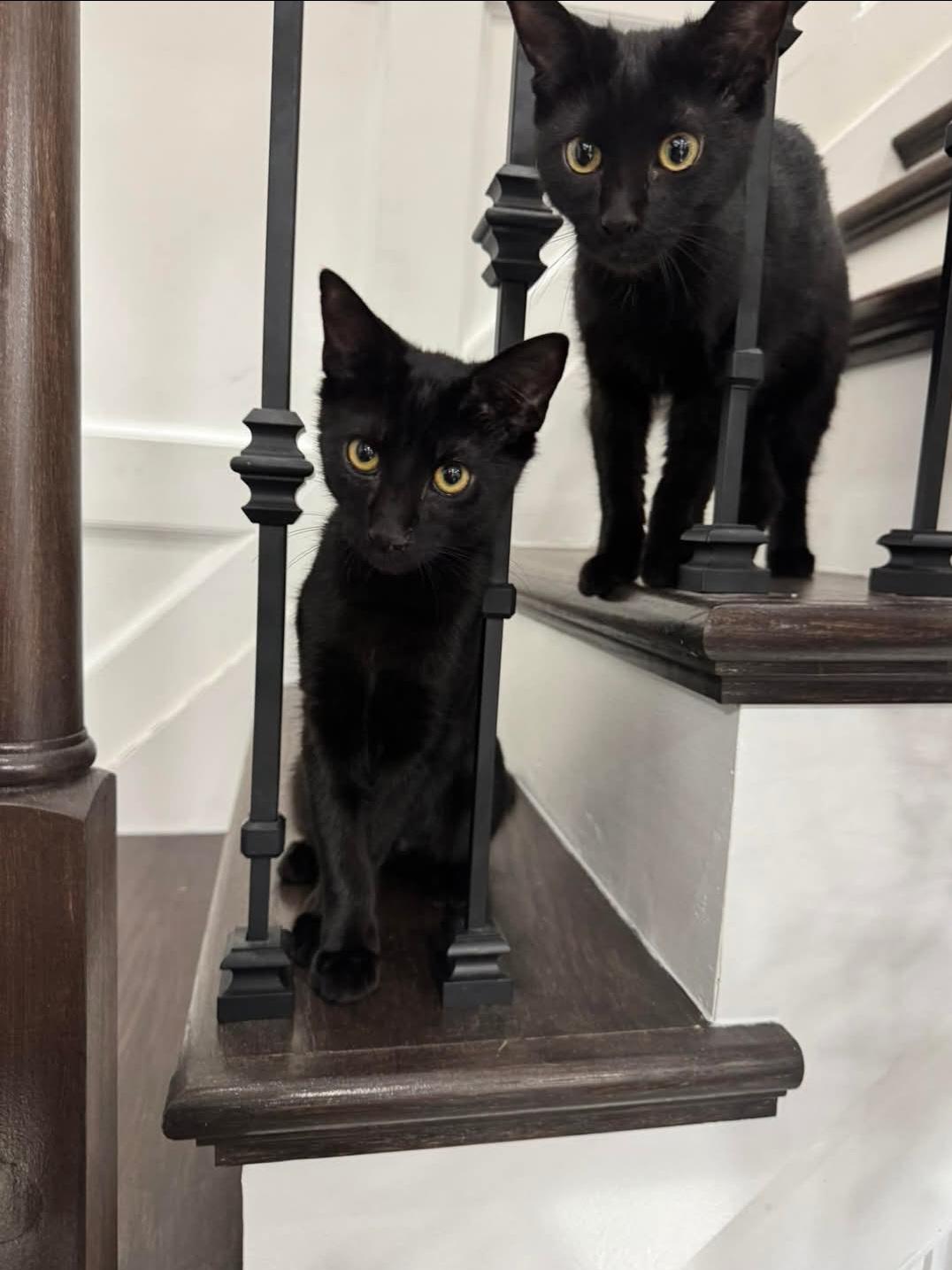 Enlarge Jet, a Adopted Domestic Short Hair in Staten Island, NY image 3/3