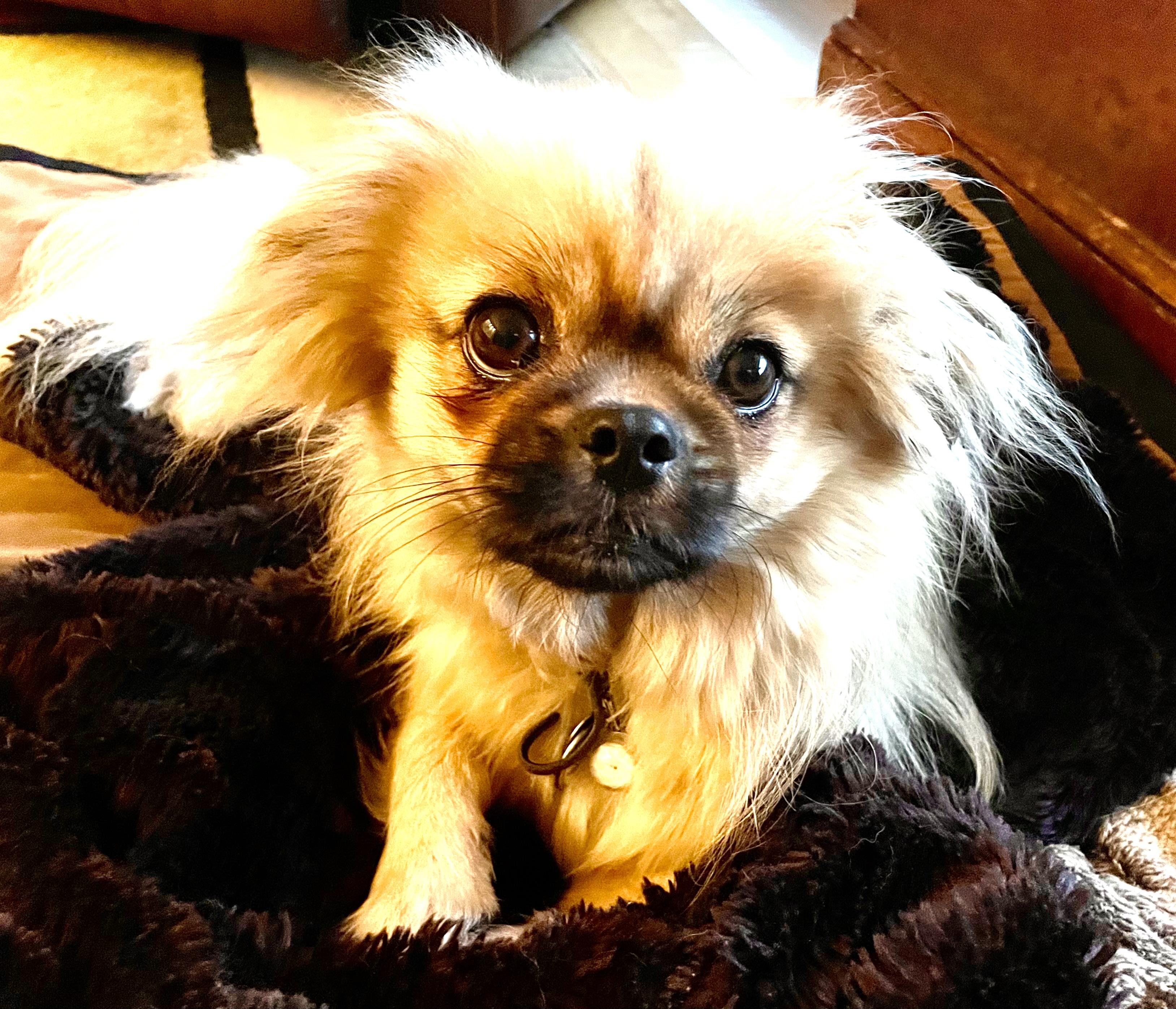Enlarge K & D, a ADOPTABLE Tibetan Spaniel in Redmond, WA image 3/3