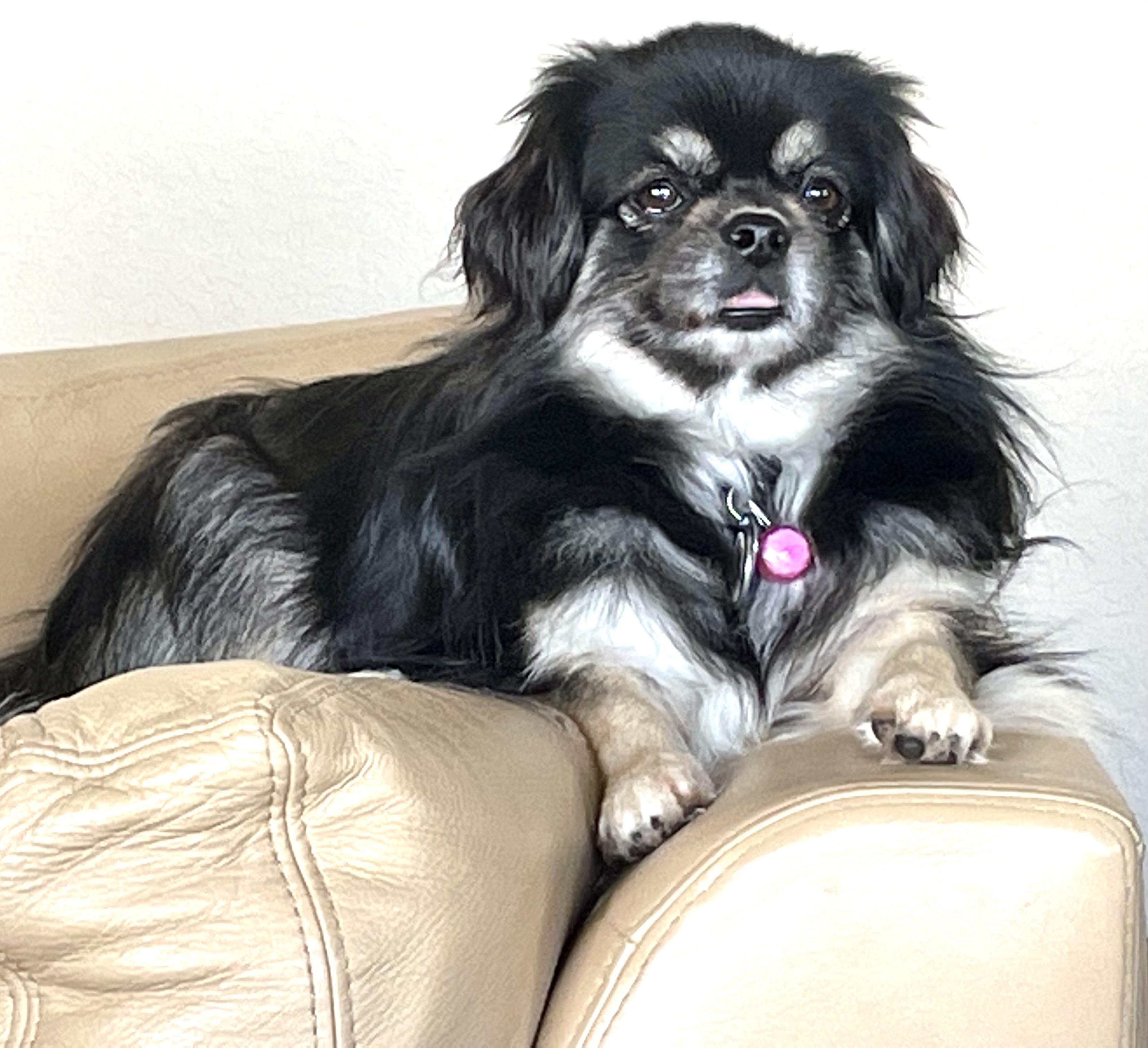 Enlarge K & D, a ADOPTABLE Tibetan Spaniel in Redmond, WA image 2/3