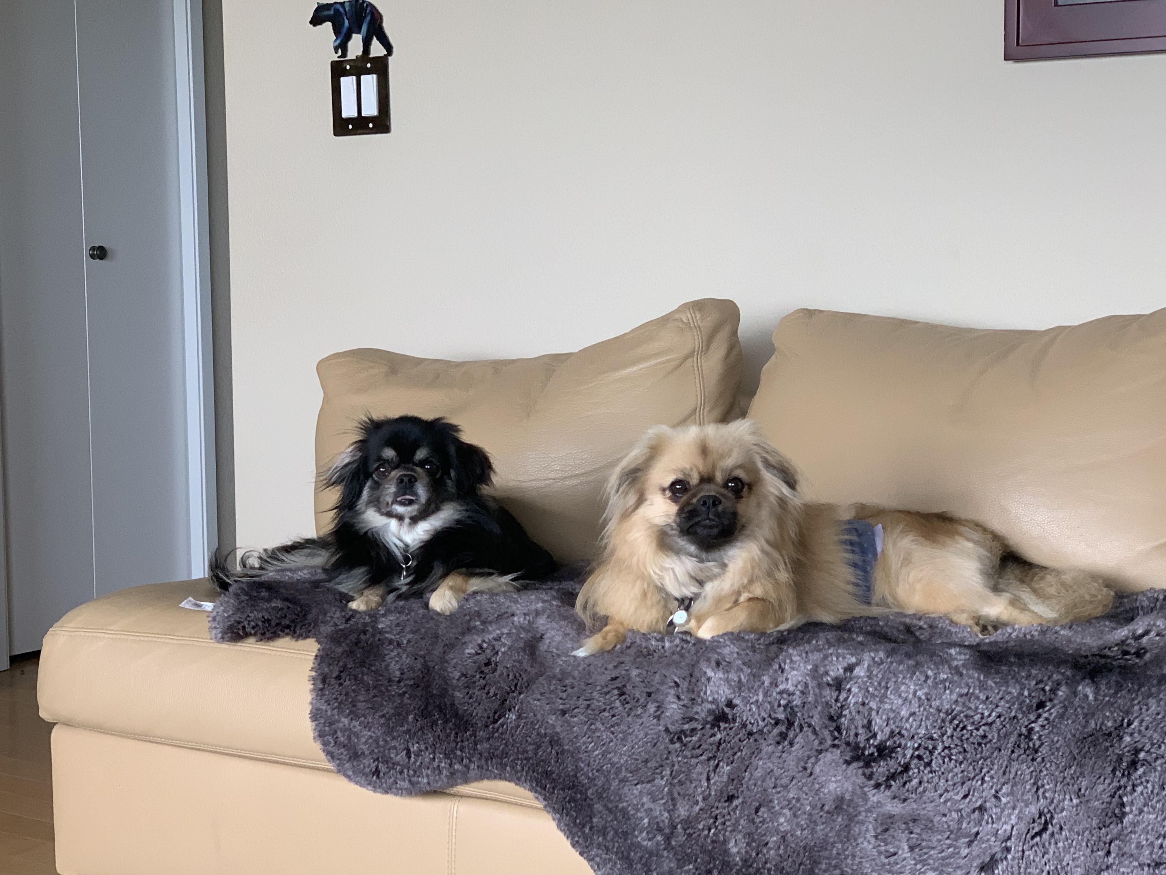 Enlarge K & D, a ADOPTABLE Tibetan Spaniel in Redmond, WA image 1/3