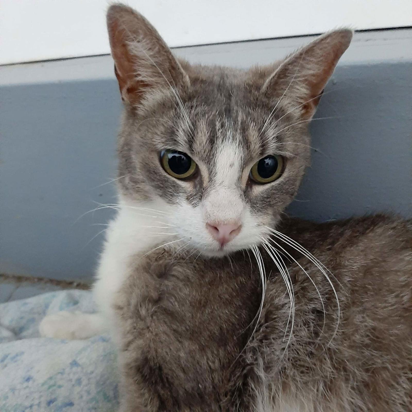 C204 litter Winnie, mom, Adoptable, Adult Female Domestic Short Hair.