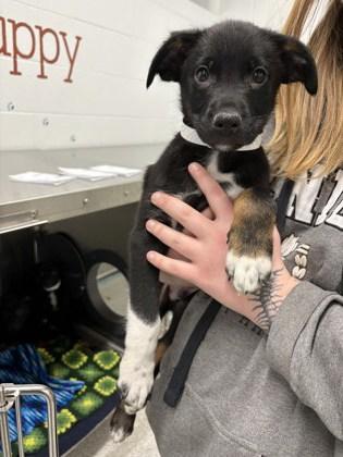 Luke, Adoptable, Puppy Male Mixed Breed & Mixed Breed.