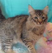 Ryan, Adopted, Adult Male Domestic Long Hair & Tabby.