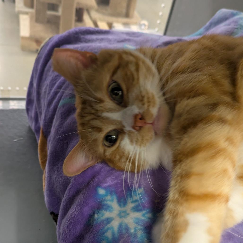 Jack, a Adoptable Domestic Short Hair in Overland Park, KS image 2/5