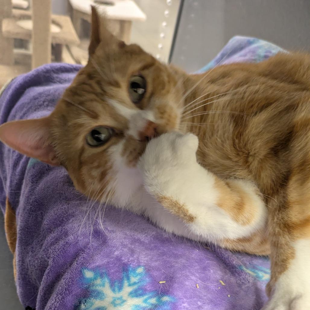 Jack, a Adoptable Domestic Short Hair in Overland Park, KS image 4/5