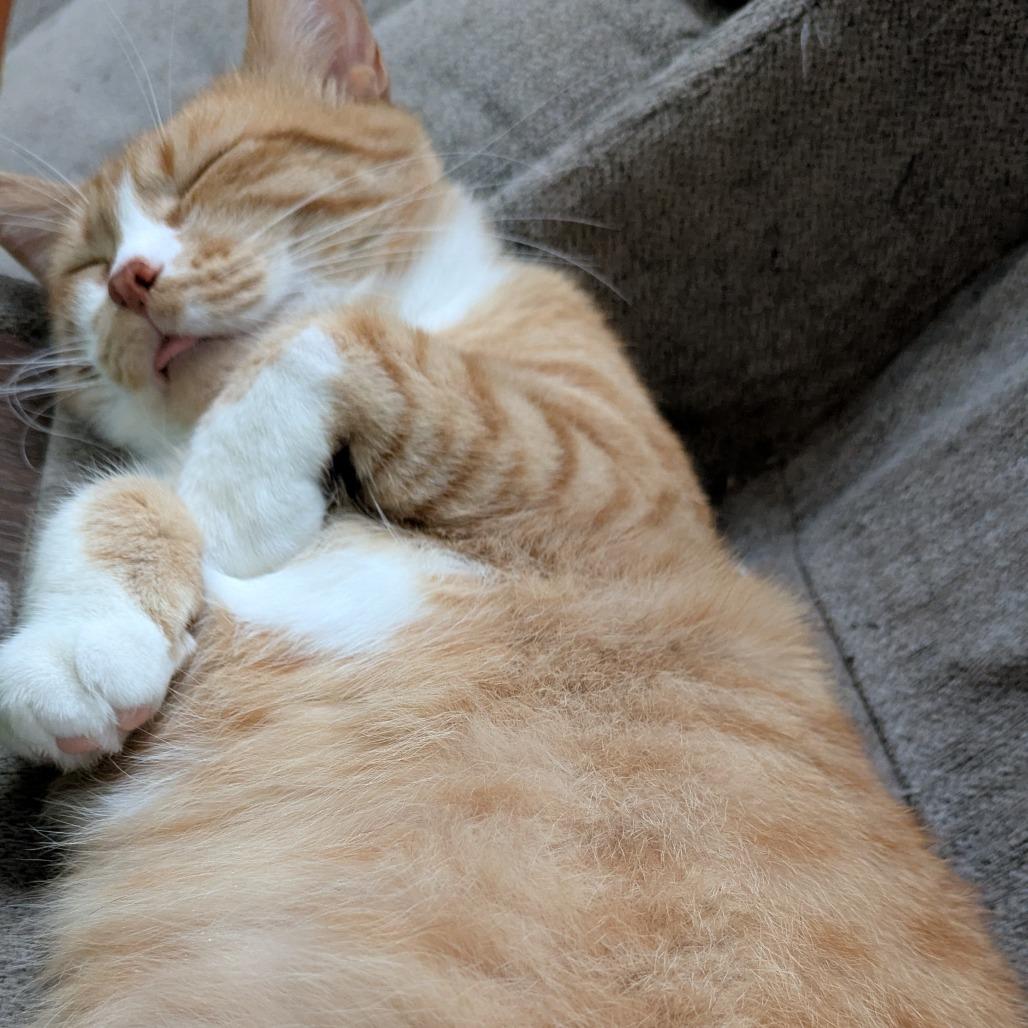 Jack, a Adoptable Domestic Short Hair in Overland Park, KS image 5/5
