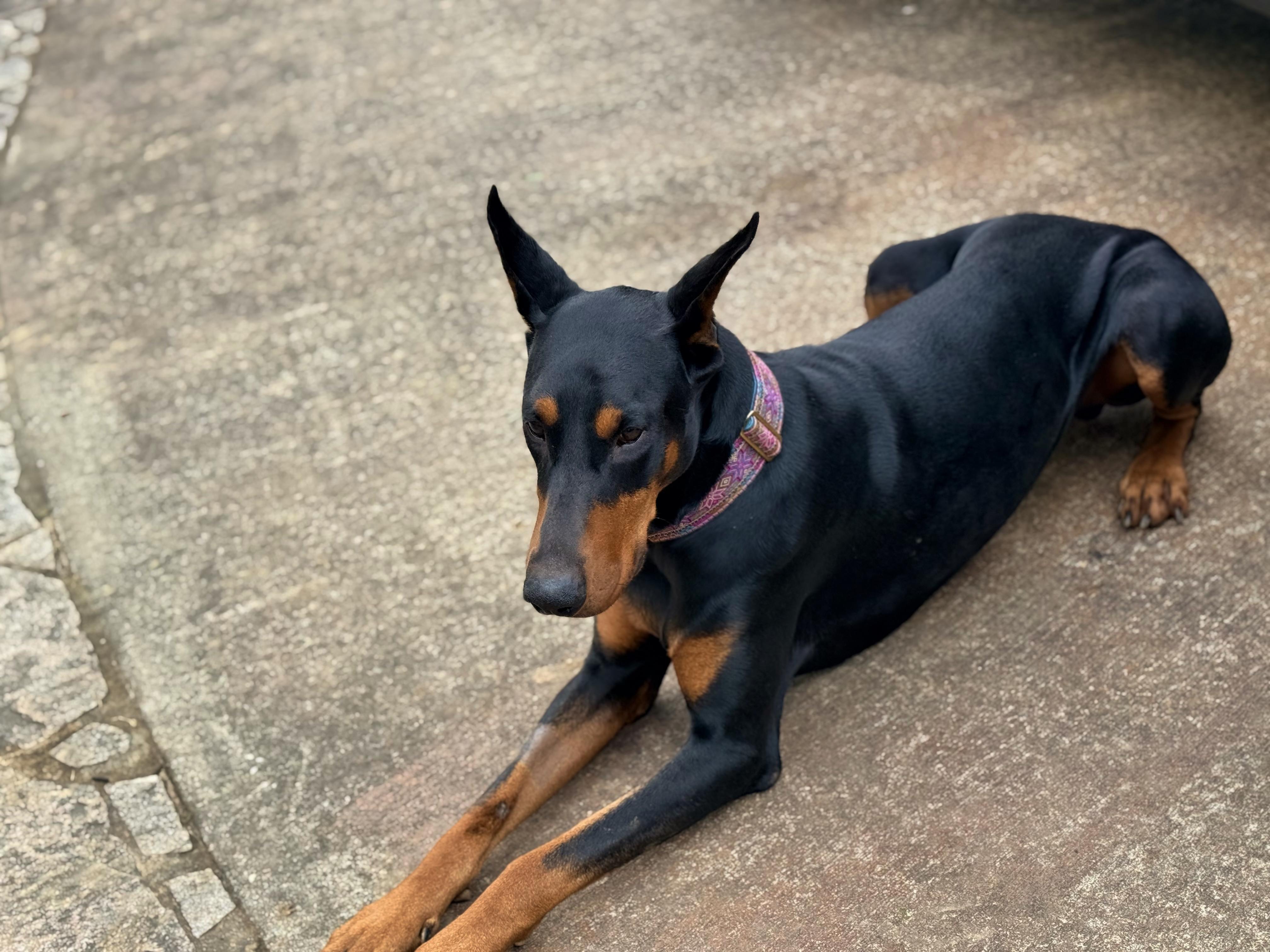 Enlarge Bear, a ADOPTABLE Doberman Pinscher in Arlington, VA image 4/4