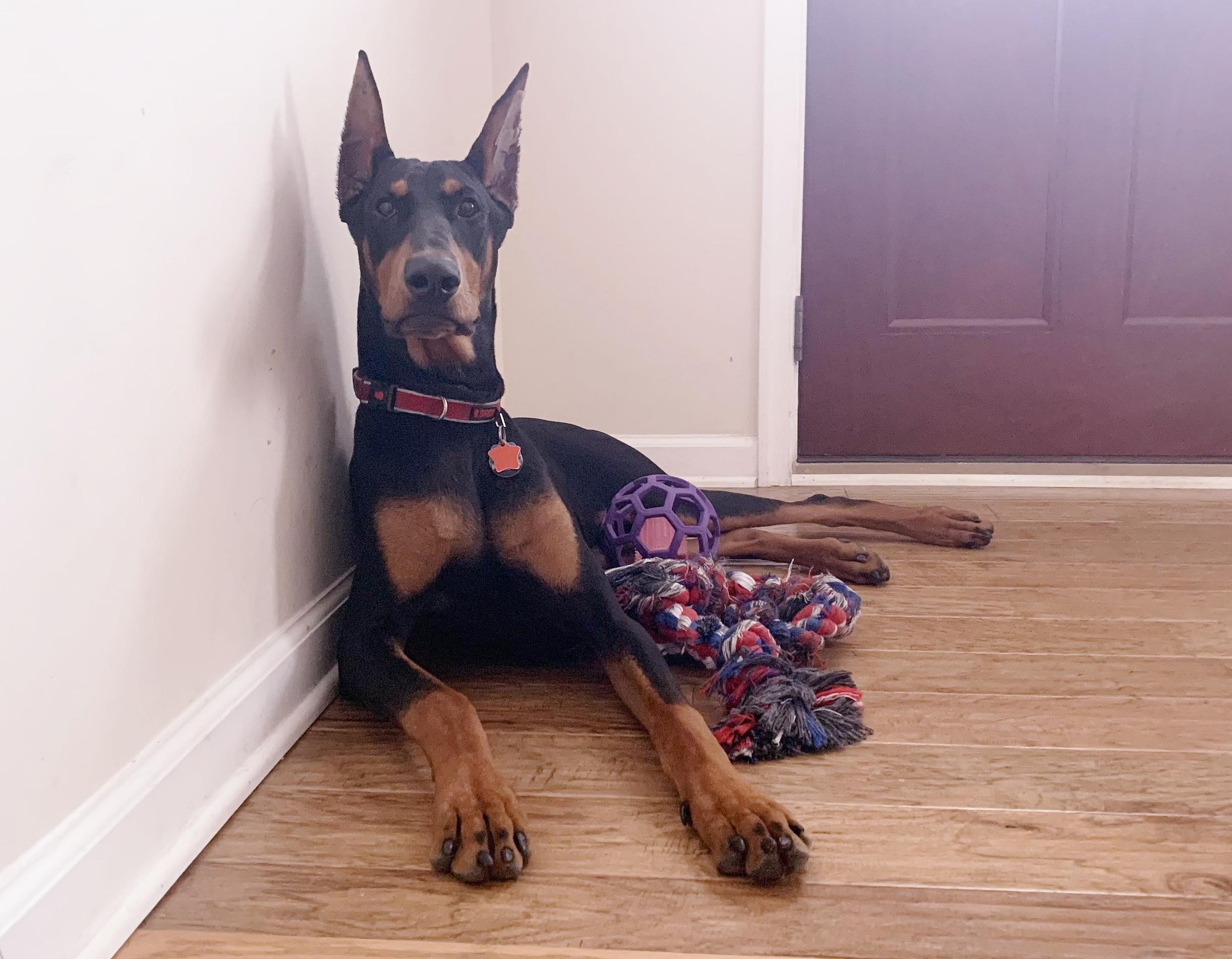 Bear, ADOPTABLE, Adult Male Doberman Pinscher.