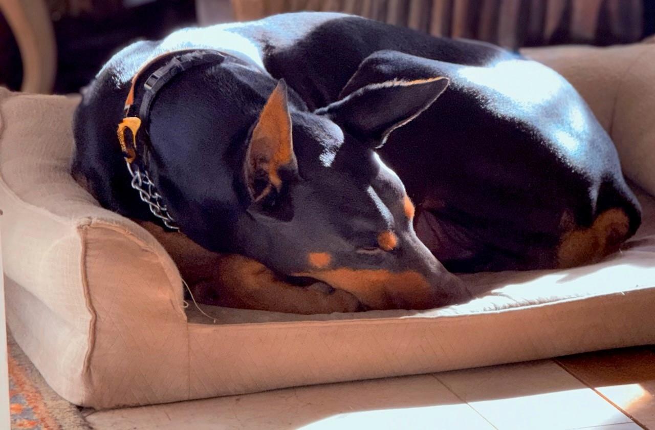 Enlarge Bear, a ADOPTABLE Doberman Pinscher in Arlington, VA image 2/4