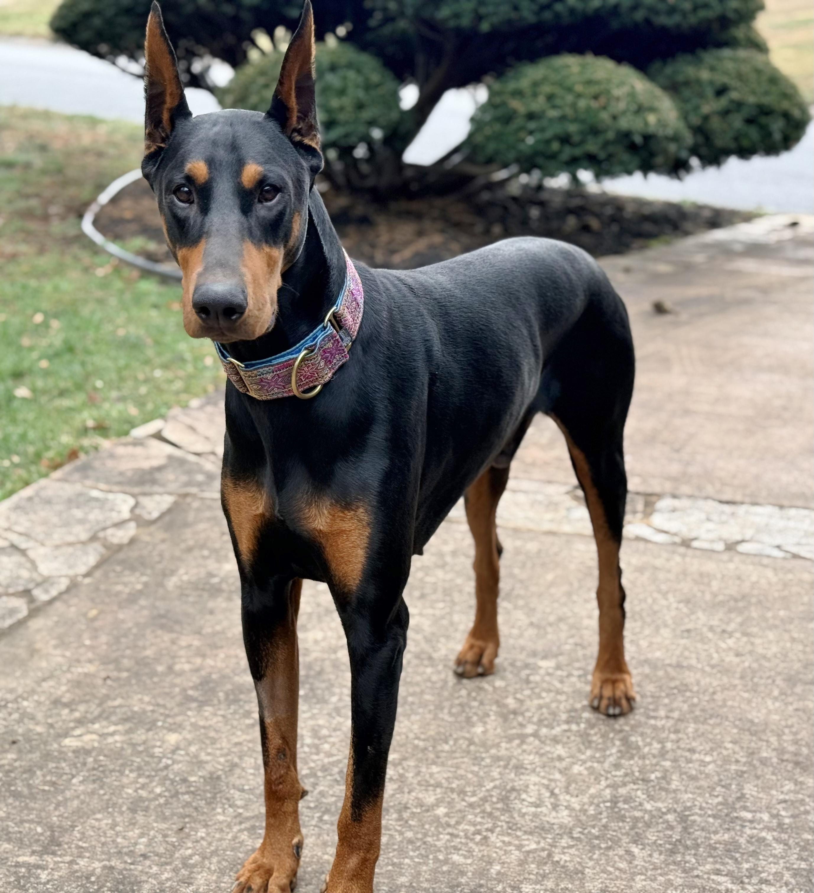 Enlarge Bear, a ADOPTABLE Doberman Pinscher in Arlington, VA image 3/4