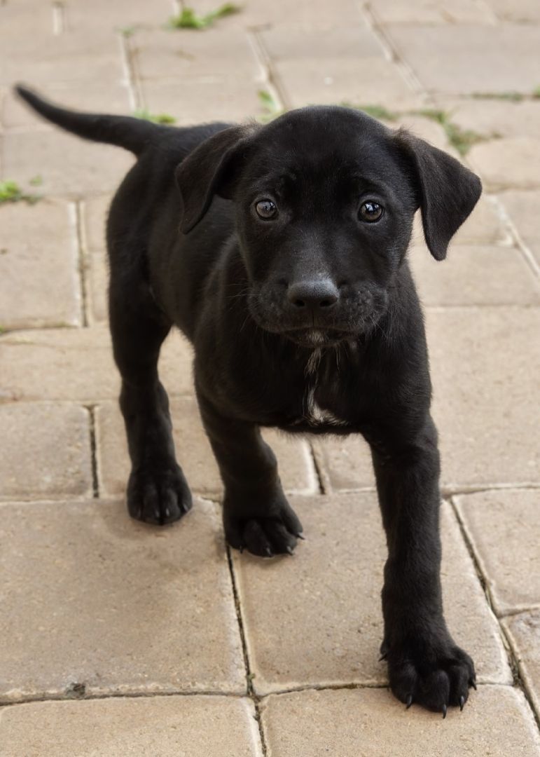 Enlarge Licorice, a Adoptable mixed breed in El Cajon, CA image 4/4