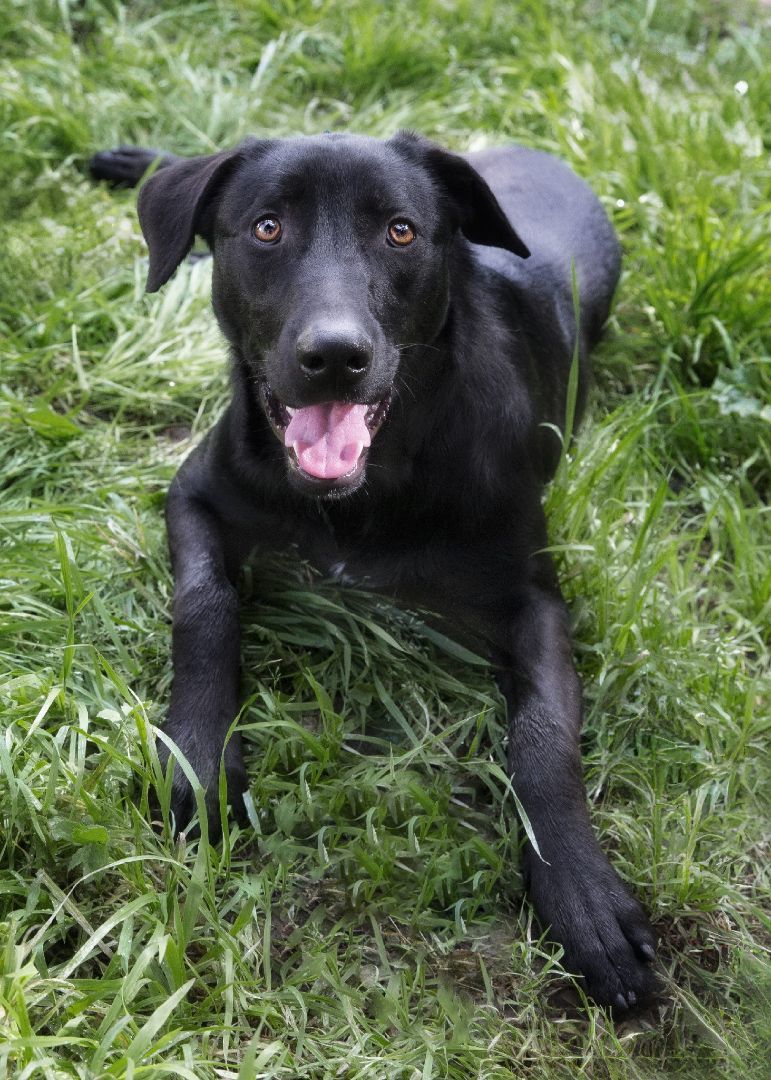 Licorice, Adoptable, Adult Male German Shepherd Dog & Rottweiler.