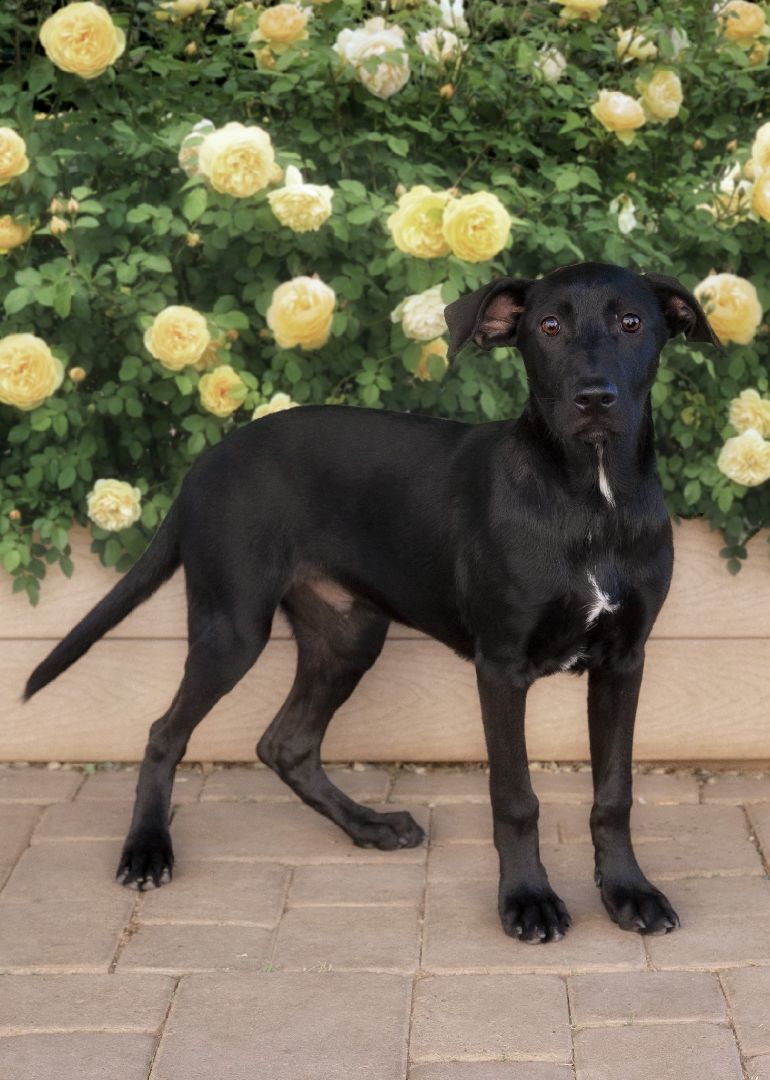 Enlarge Licorice, a Adoptable mixed breed in El Cajon, CA image 3/4