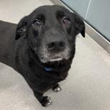Enlarge Maggie, a ADOPTABLE Black Labrador Retriever in Hilliard, OH image 1/1
