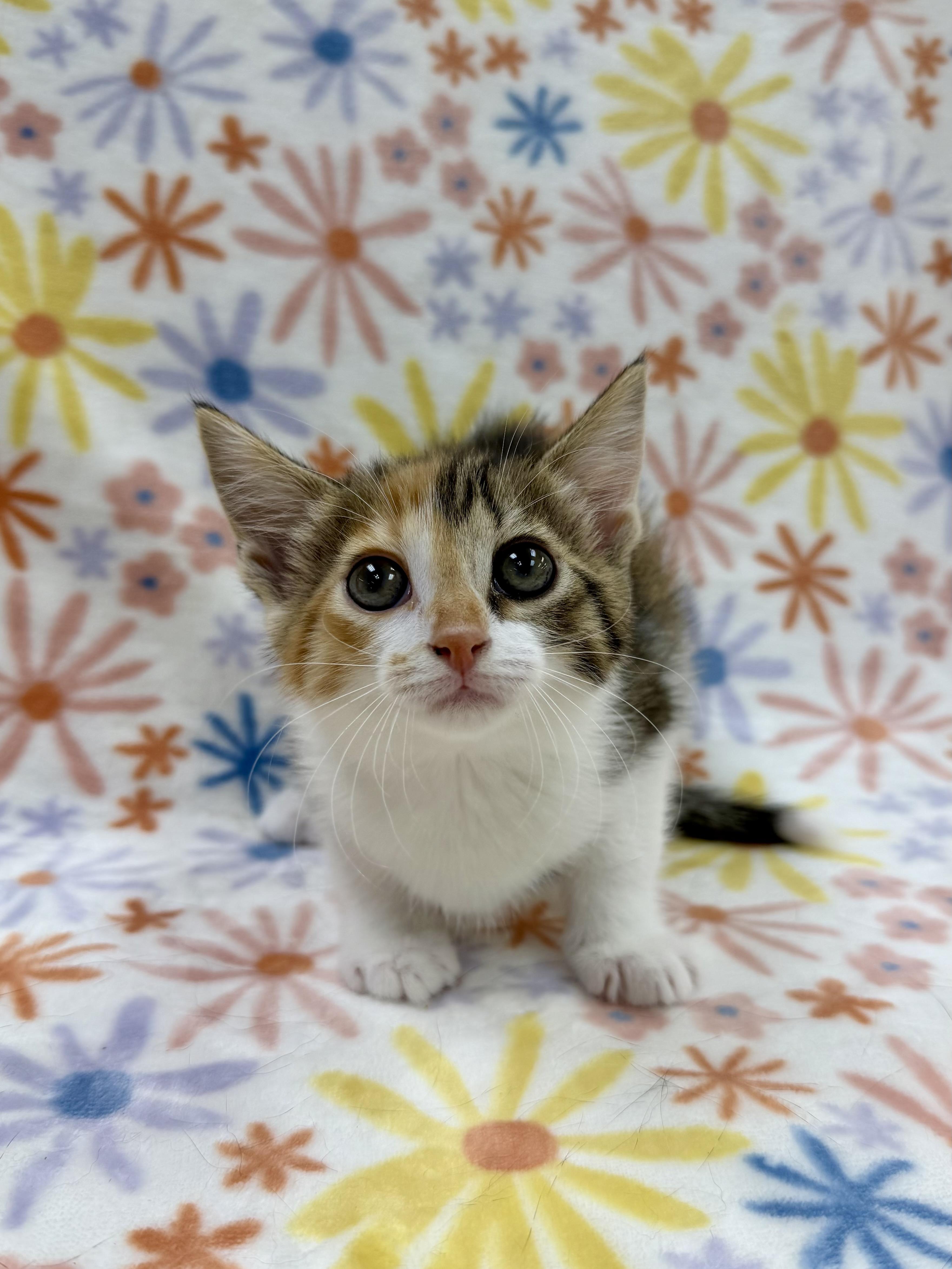Viola, Adoptable, Kitten Female Domestic Short Hair.