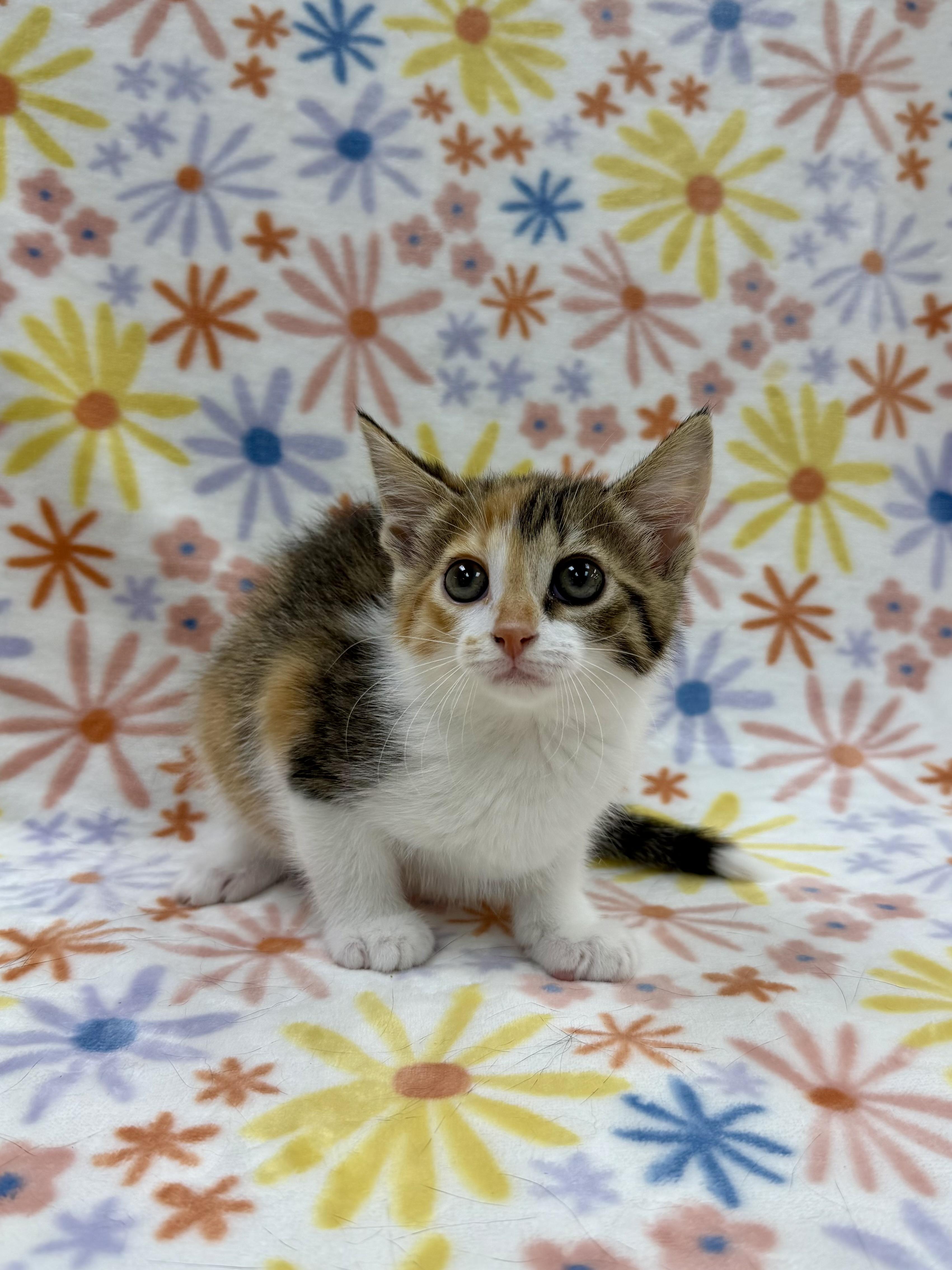 Enlarge Viola, a Adoptable Domestic Short Hair in Columbus, OH image 2/3