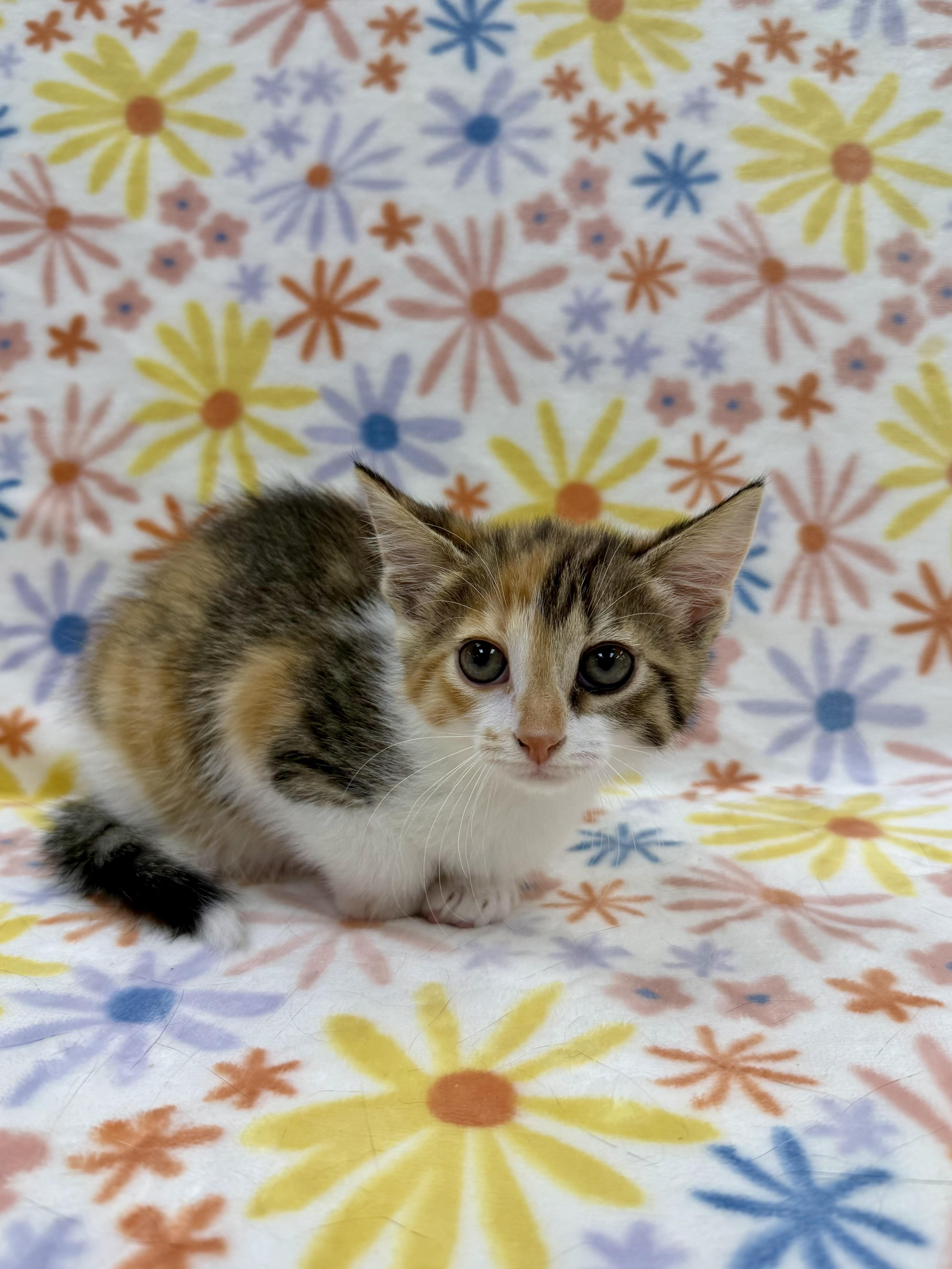 Enlarge Viola, a Adoptable Domestic Short Hair in Columbus, OH image 3/3