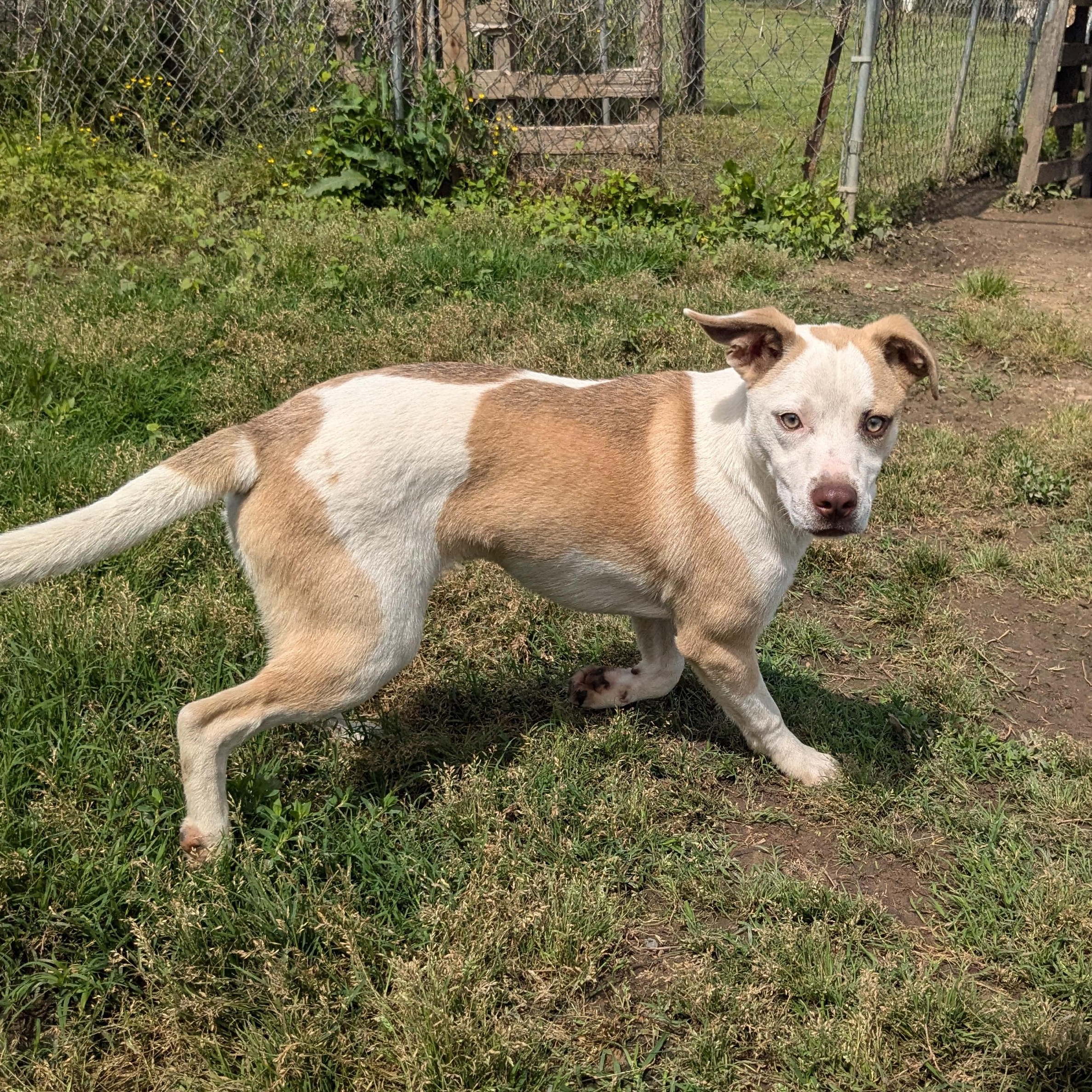 Enlarge Reed, a Adoptable mixed breed in Newport, AR image 1/5