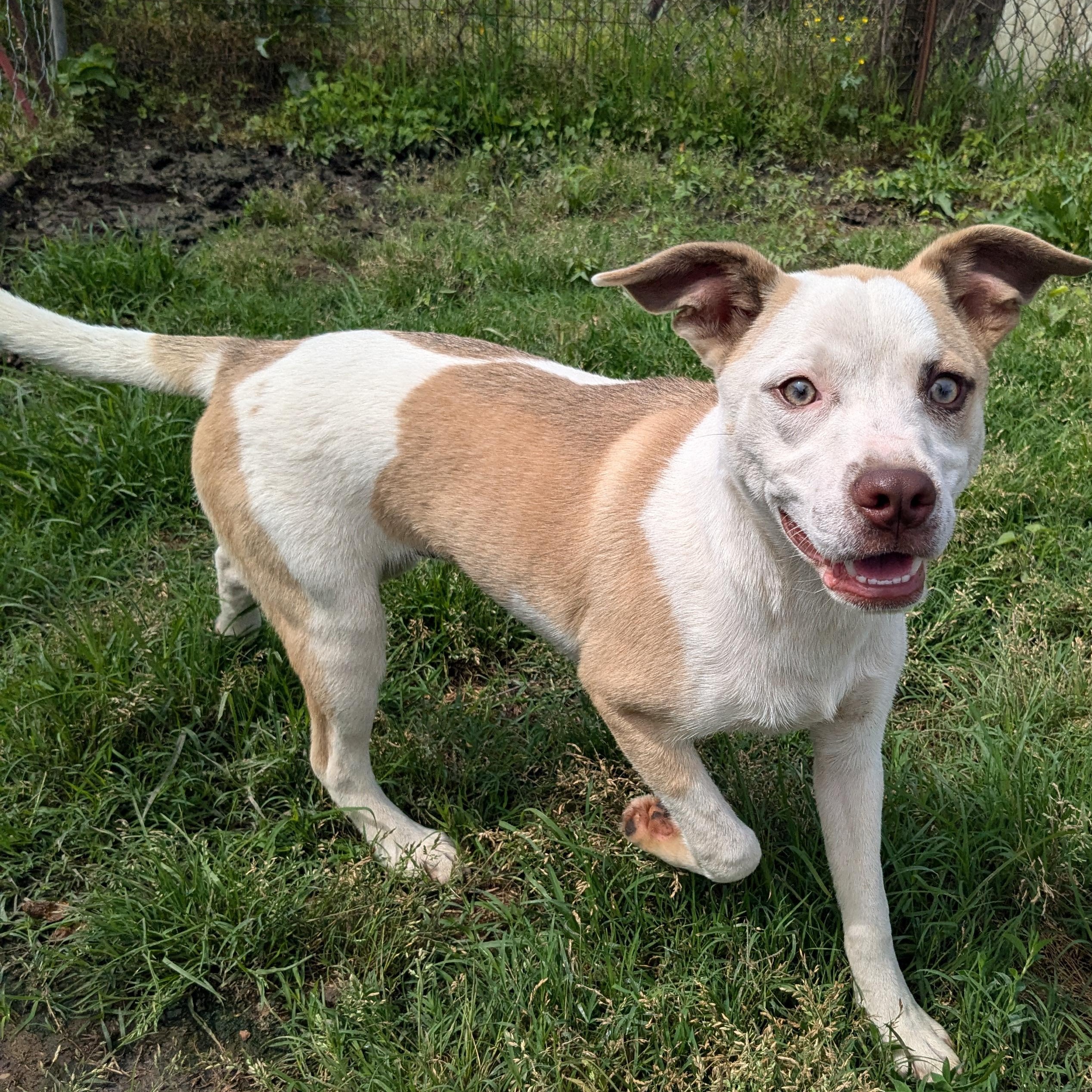 Enlarge Reed, a Adoptable mixed breed in Newport, AR image 2/5