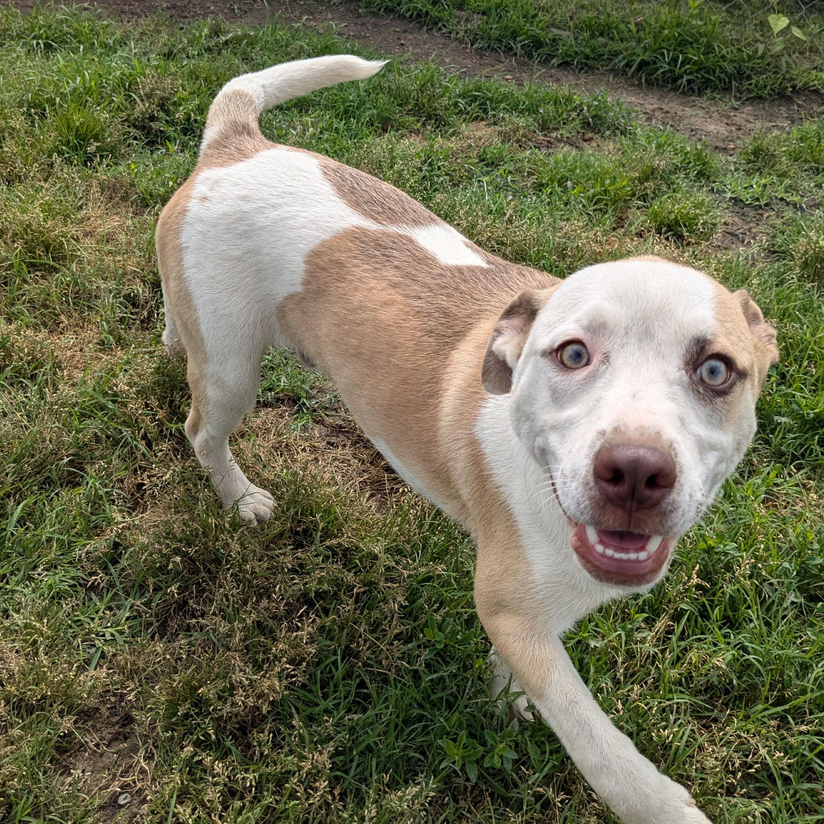 Enlarge Reed, a Adoptable mixed breed in Newport, AR image 3/5