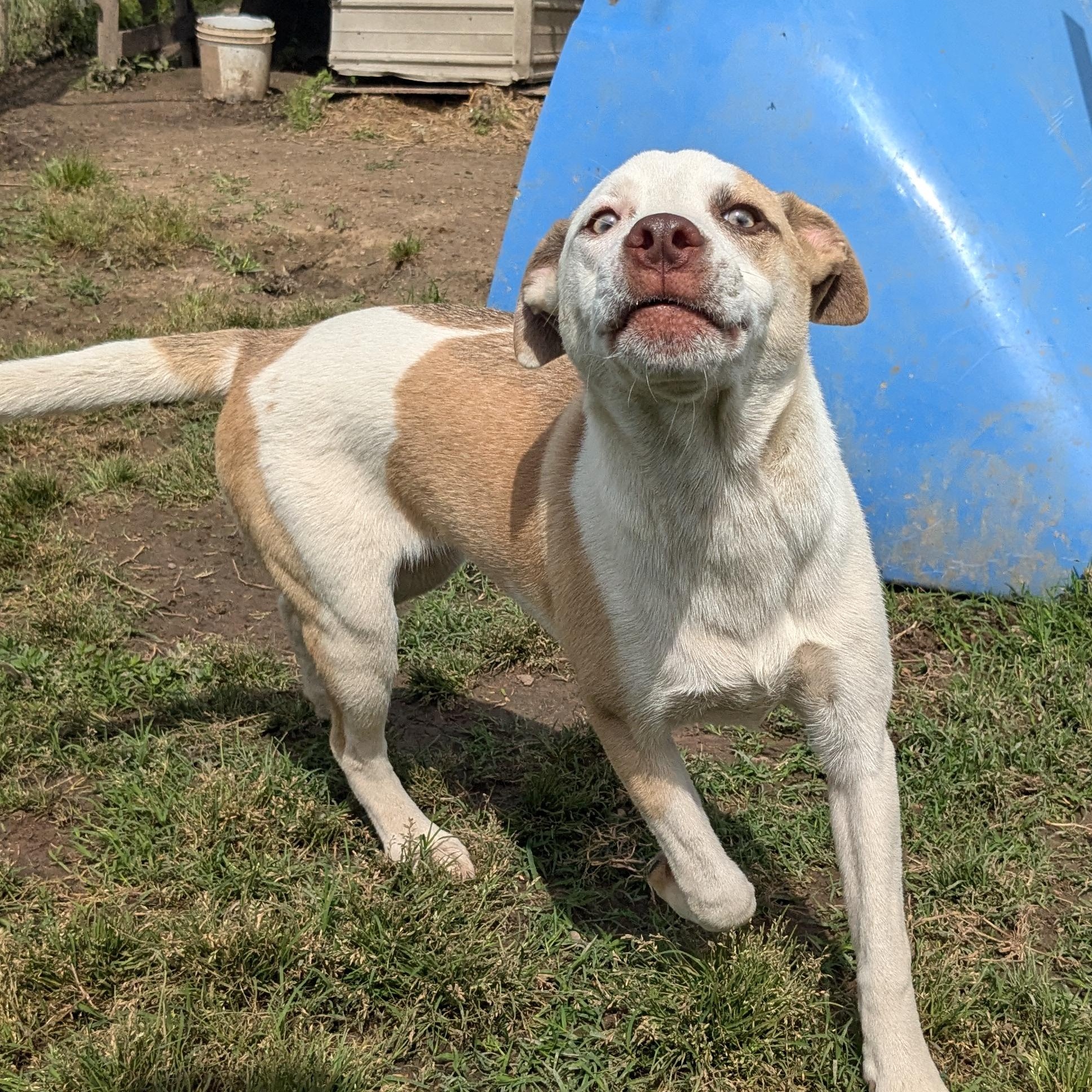 Enlarge Reed, a Adoptable mixed breed in Newport, AR image 4/5