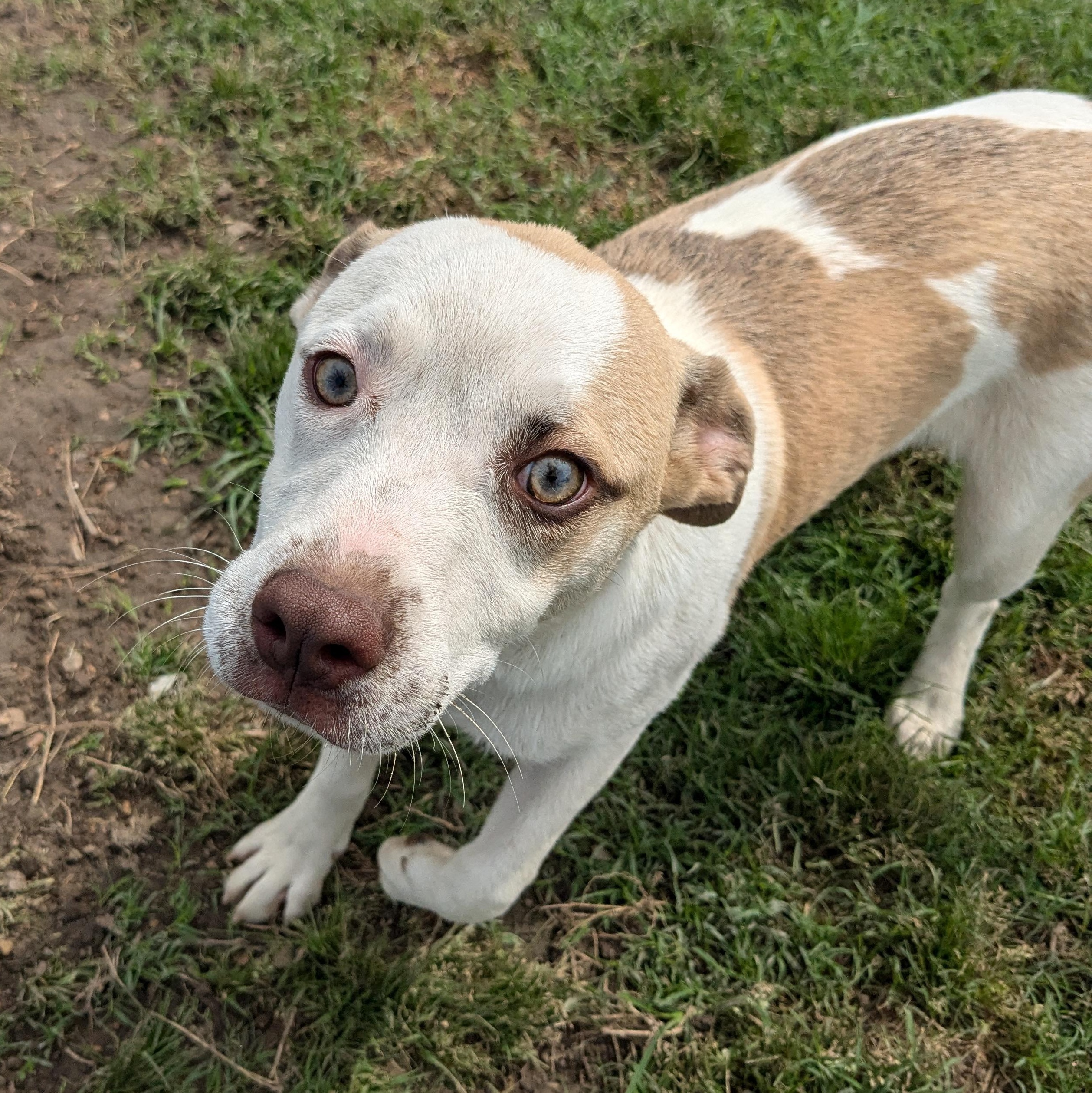 Enlarge Reed, a Adoptable mixed breed in Newport, AR image 5/5