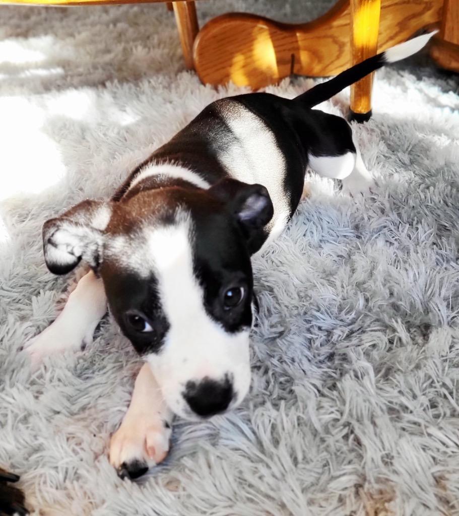 Enlarge Blitzen, a Adoptable mixed breed in Bristol, WI image 1/6