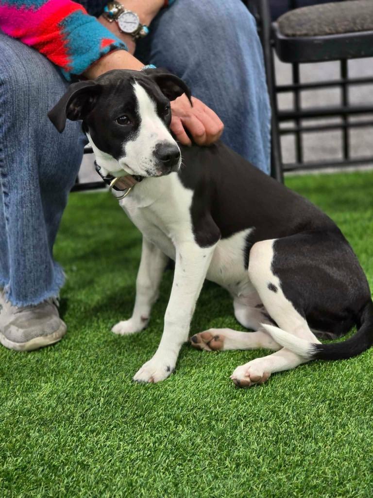 Enlarge Blitzen, a Adoptable mixed breed in Bristol, WI image 2/6