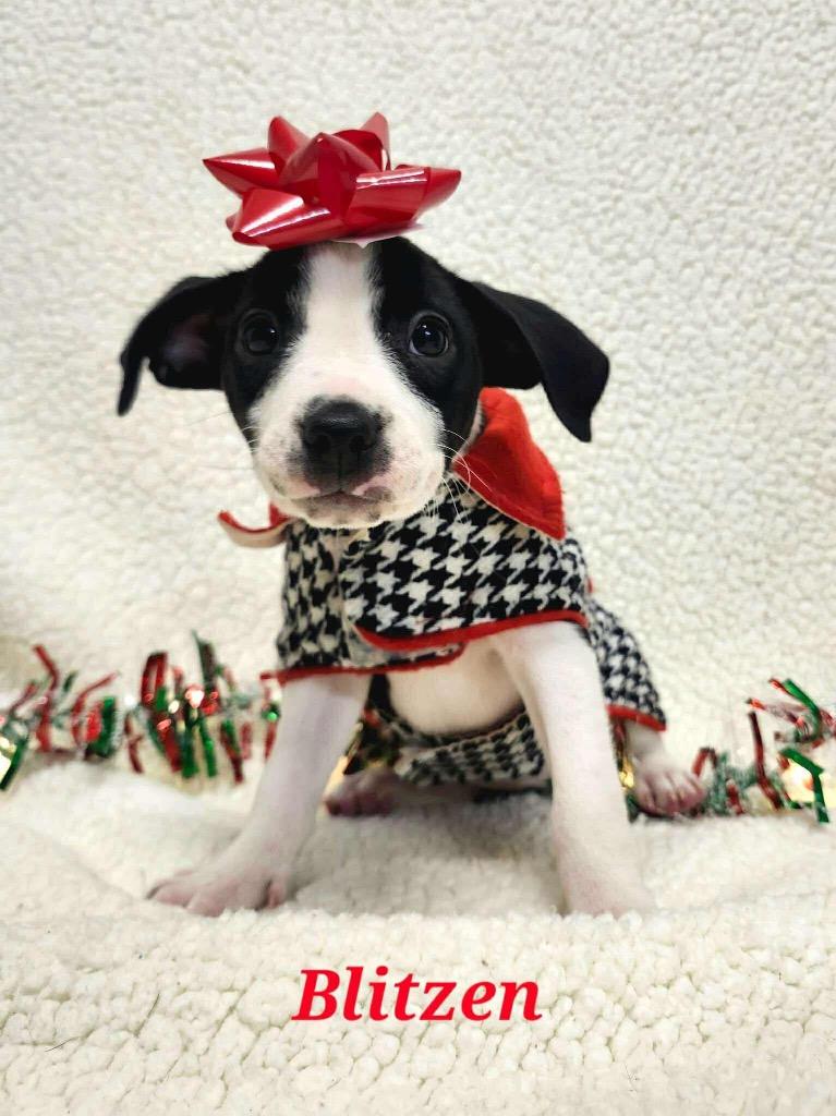 Enlarge Blitzen, a Adoptable mixed breed in Bristol, WI image 1/6