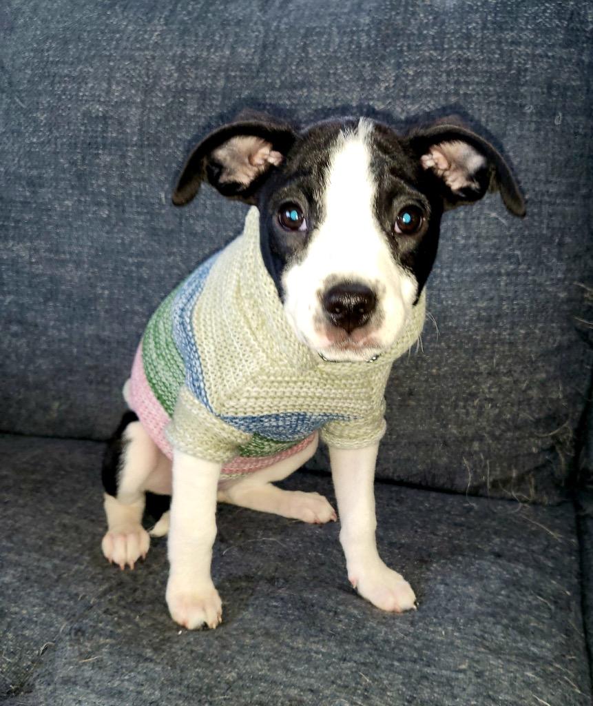 Enlarge Blitzen, a Adoptable mixed breed in Bristol, WI image 5/6