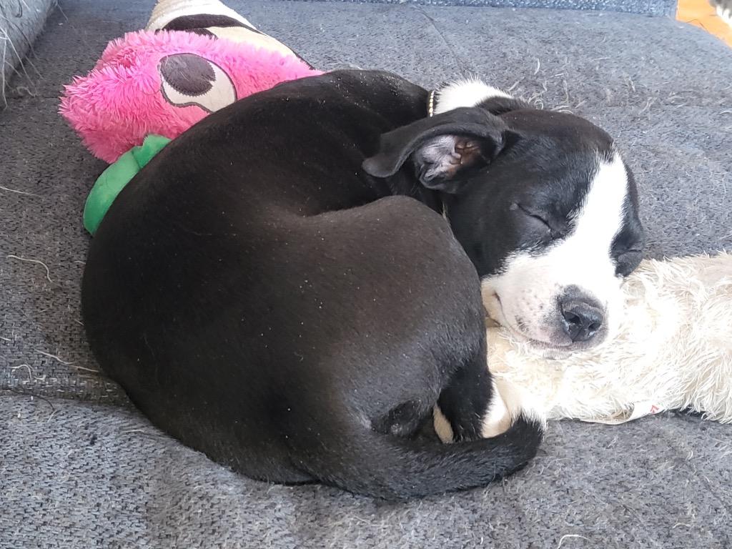 Enlarge Blitzen, a Adoptable mixed breed in Bristol, WI image 5/6