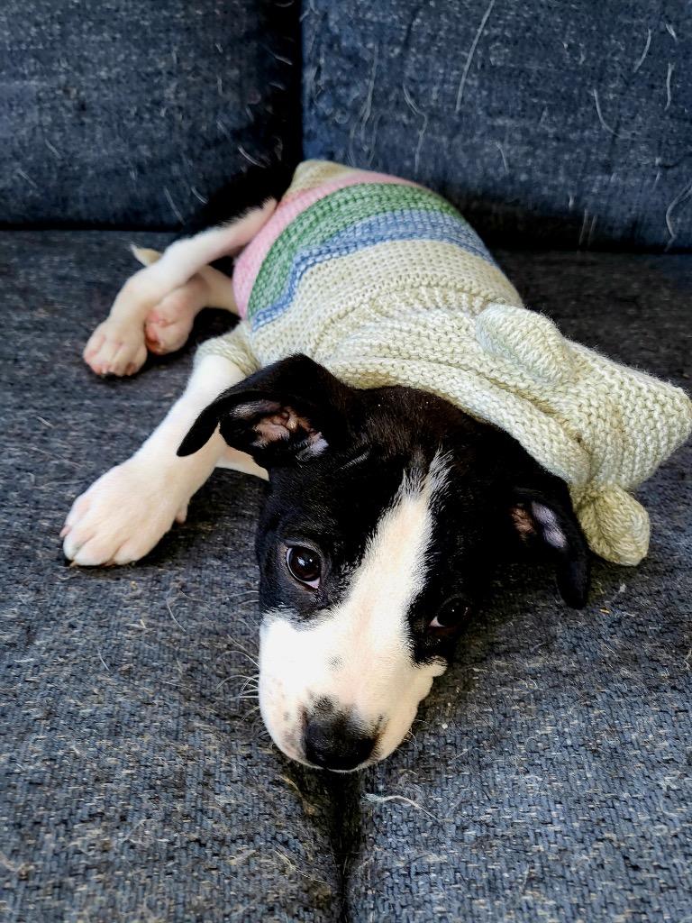 Enlarge Blitzen, a Adoptable mixed breed in Bristol, WI image 6/6