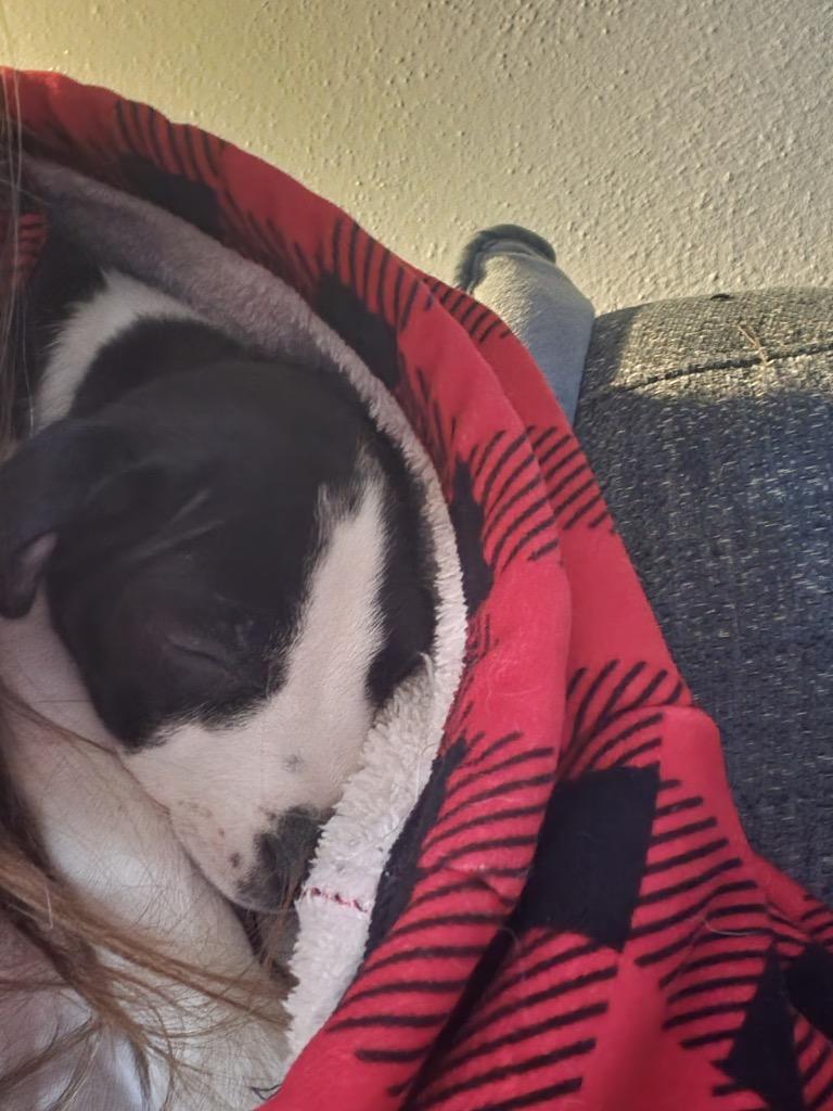 Enlarge Blitzen, a Adoptable mixed breed in Bristol, WI image 6/6