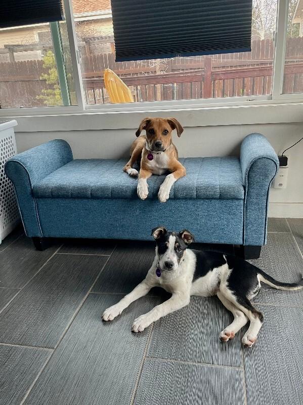 Enlarge Dennis, a Adoptable Mixed Breed in Westminster, CO image 2/6