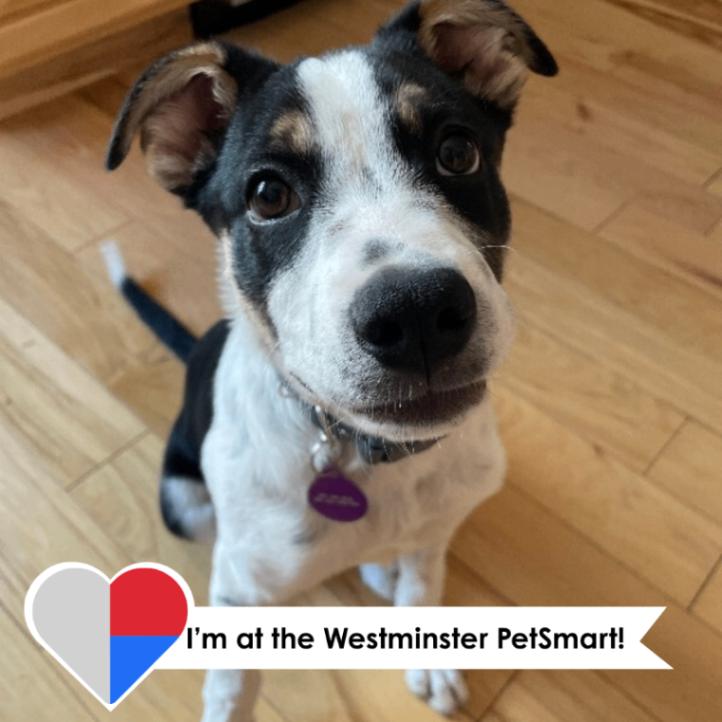 Enlarge Dennis, a Adoptable Mixed Breed in Westminster, CO image 3/6